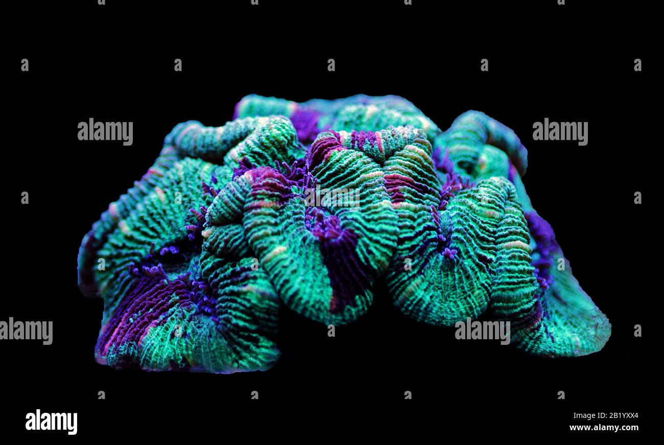 Wellsophyllia folded open brain LPS coral Stock Photo