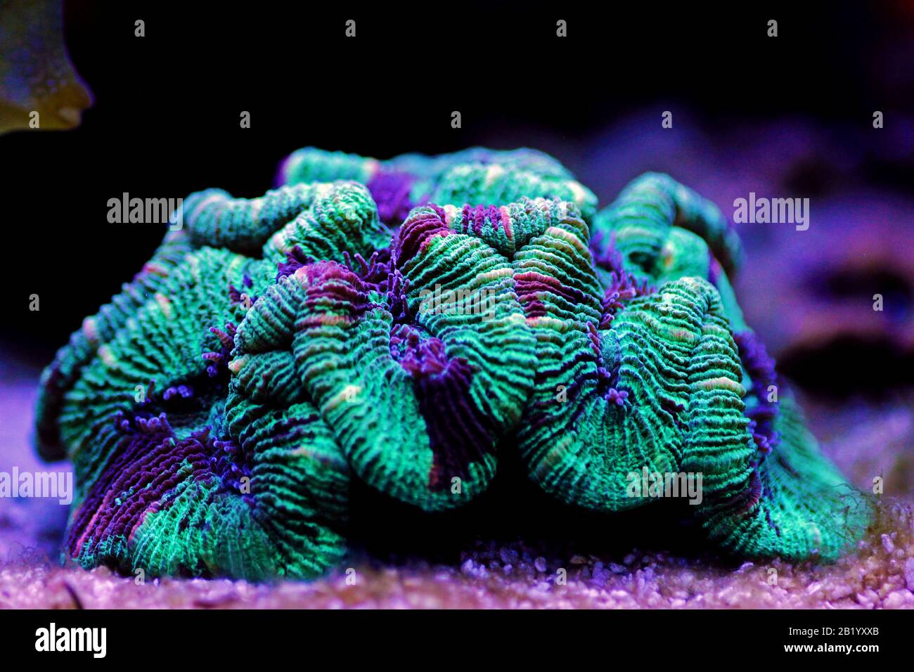 Wellsophyllia folded open brain LPS coral Stock Photo