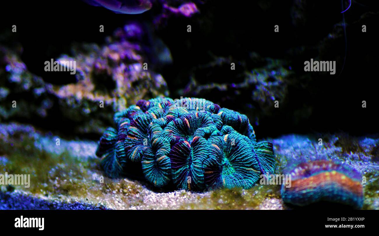 Wellsophyllia folded open brain LPS coral Stock Photo Alamy
