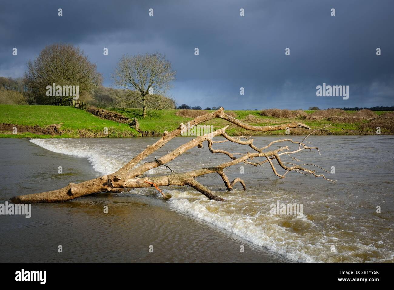 A fallen tree adrift in the River Ribble following UK winter storms Stock Photo