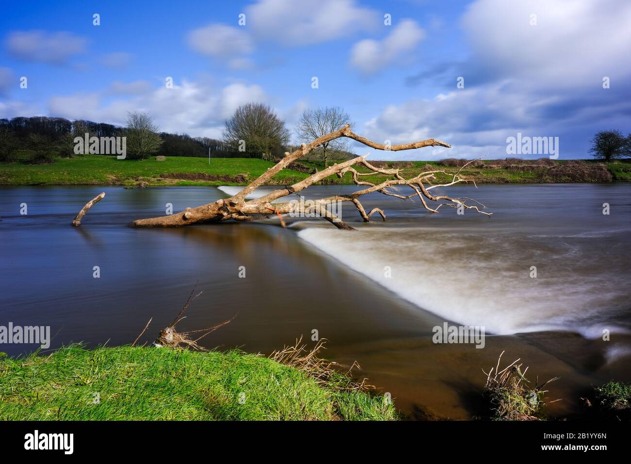 A fallen tree adrift in the River Ribble following UK winter storms Stock Photo