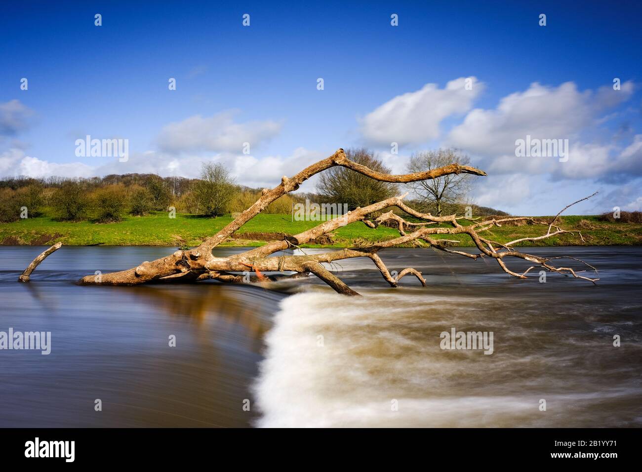 A fallen tree adrift in the River Ribble following UK winter storms Stock Photo