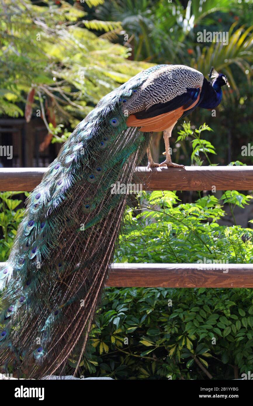 blauer Pfau Stock Photo