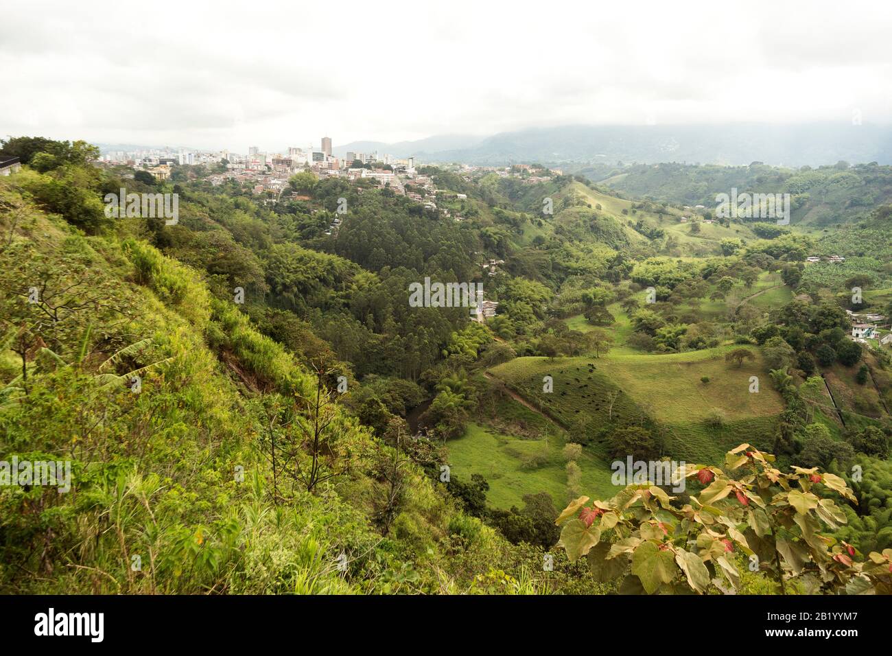 coffee plantation in the region of Armenia, department of Quindio,  Cordillera Central of the Andes mountain range, Colombia, South America  Stock Photo - Alamy