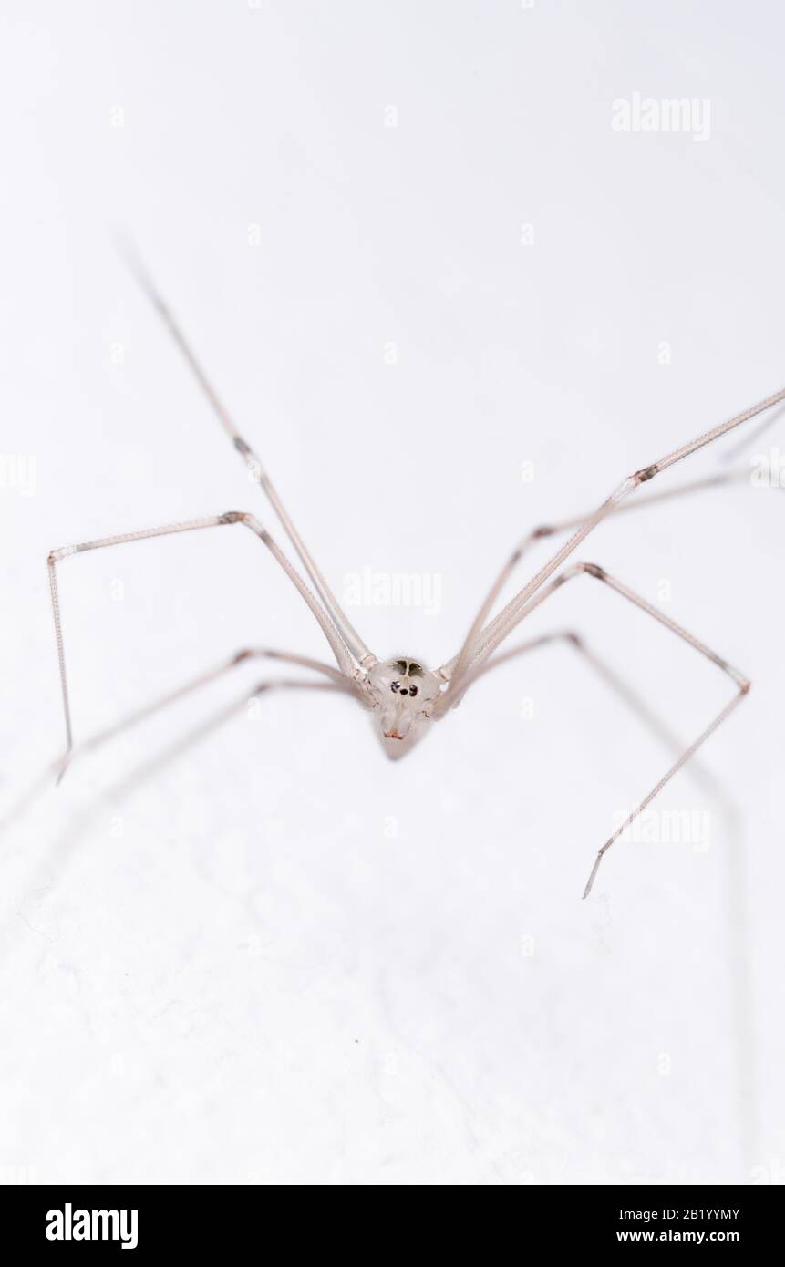 Pholcidae, Pholcus phalangioides, macro of cellar spider, daddy ...