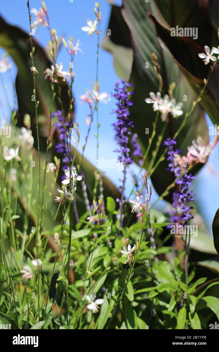 A spray of delicate pink flowers contrasting with darker leaves and purple midtones Stock Photo