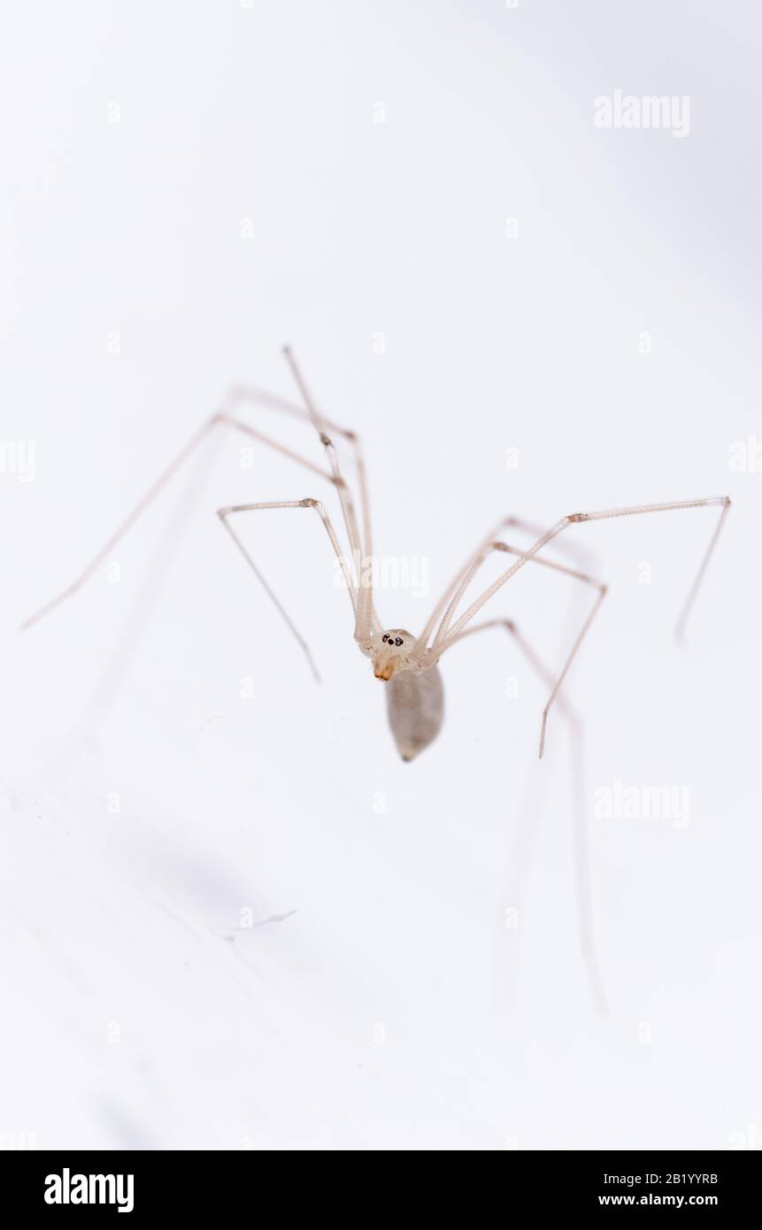 Pholcidae, Pholcus phalangioides, macro of cellar spider, daddy longlegs spider or skull spider against white background Stock Photo
