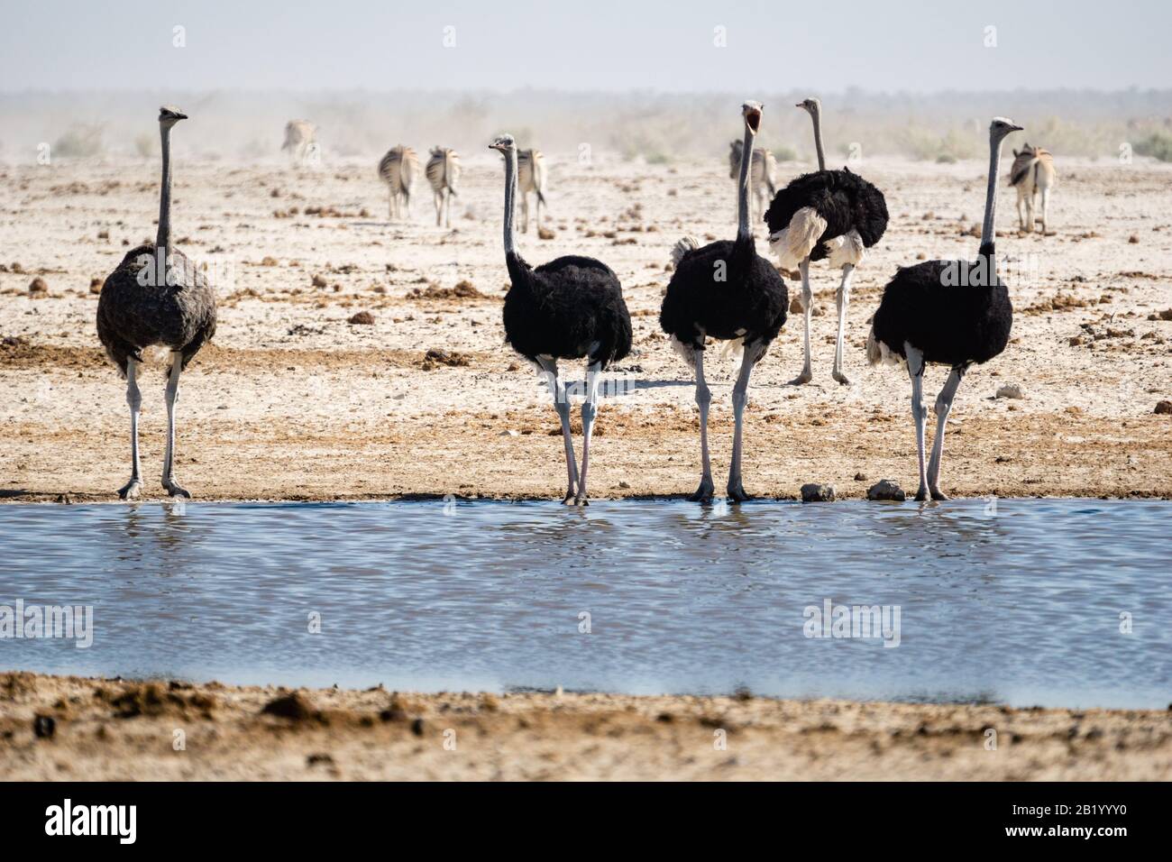 A herd of Ostrichs by the waterhole in Etosha National Park Stock Photo