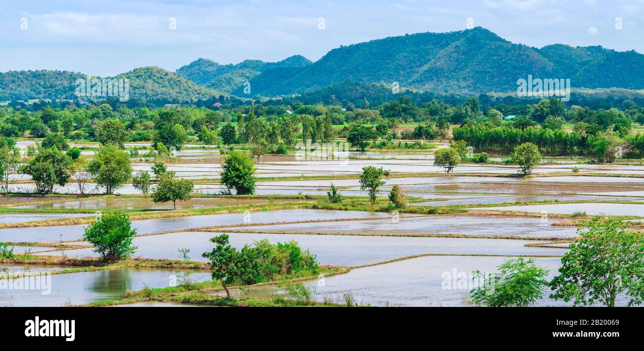 Scenery of flooded rice paddies. Agronomic methods of growing rice with ...