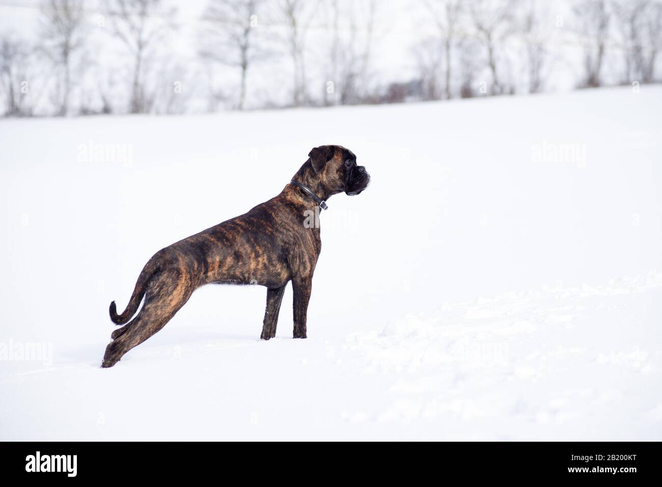 german boxer in the snow Stock Photo