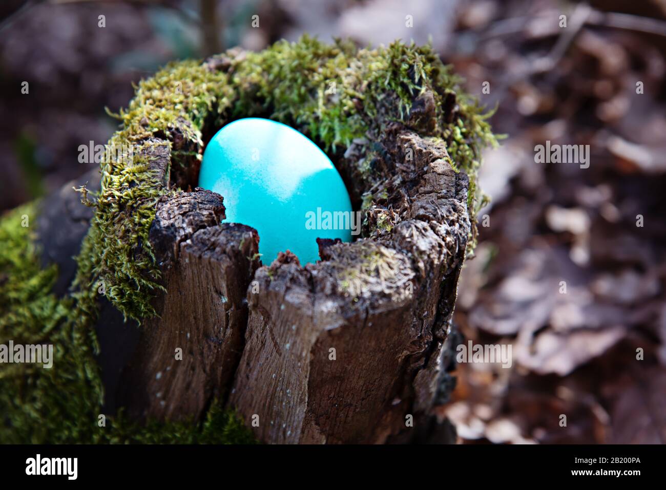 A turquoise easter egg is hidden in an old stump. Easter egg search Stock Photo