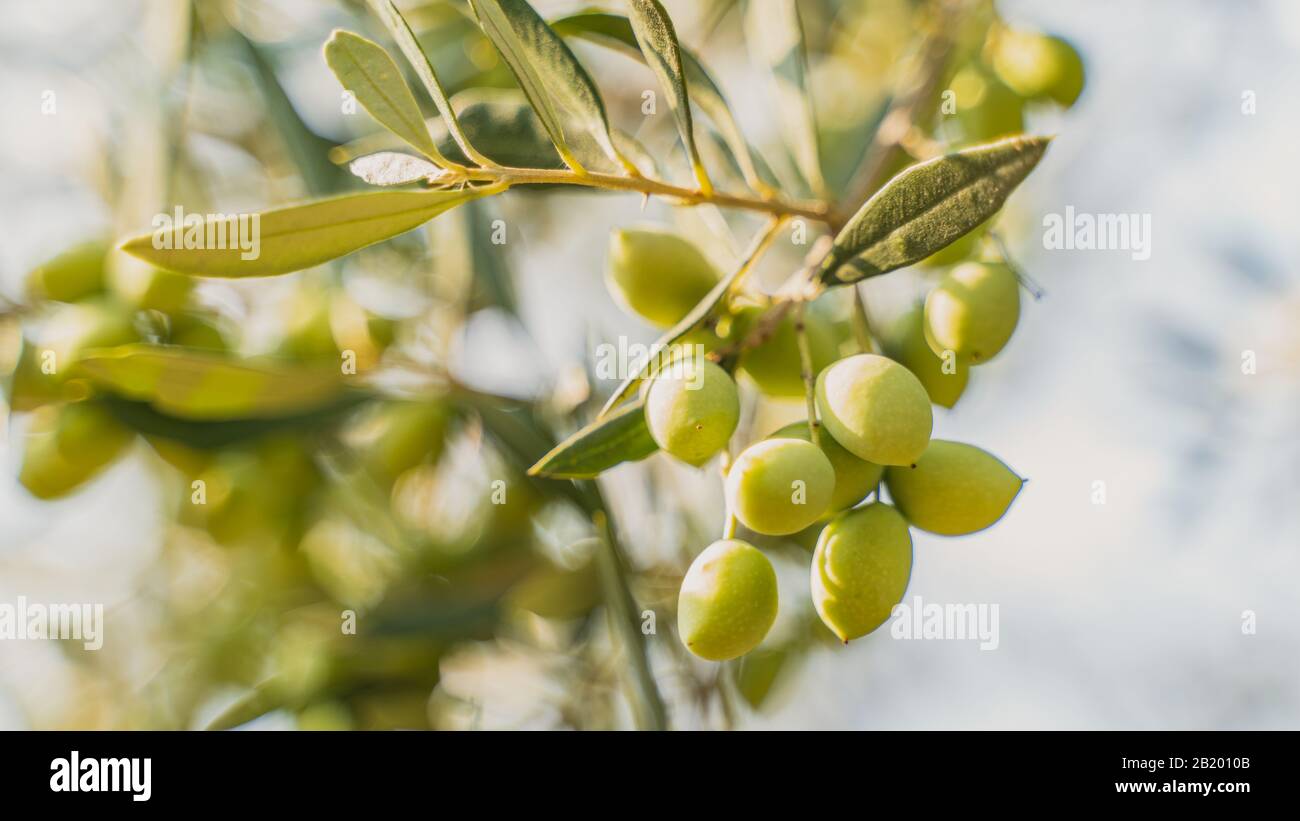 best olives in the world koroneika trees Stock Photo Alamy