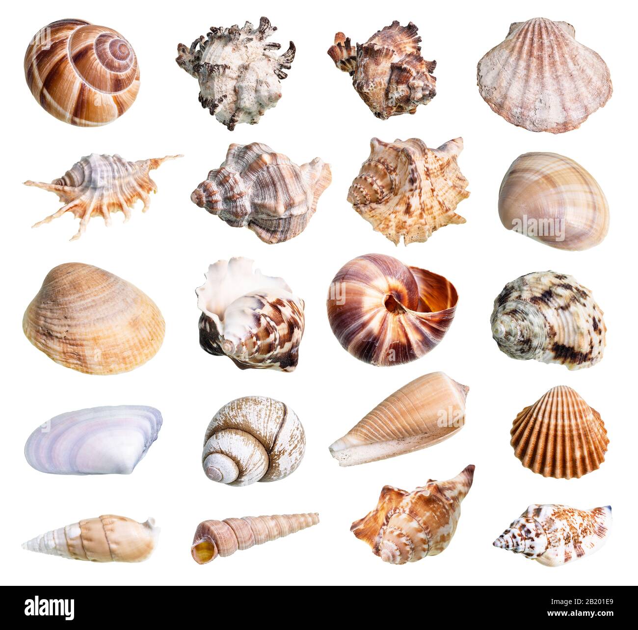 collection of various shells of mollusks cutout on white background