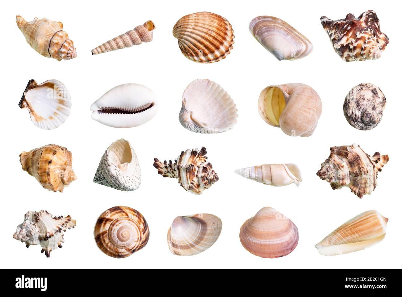 Set various mollusc shells Cut Out Stock Images & Pictures - Alamy