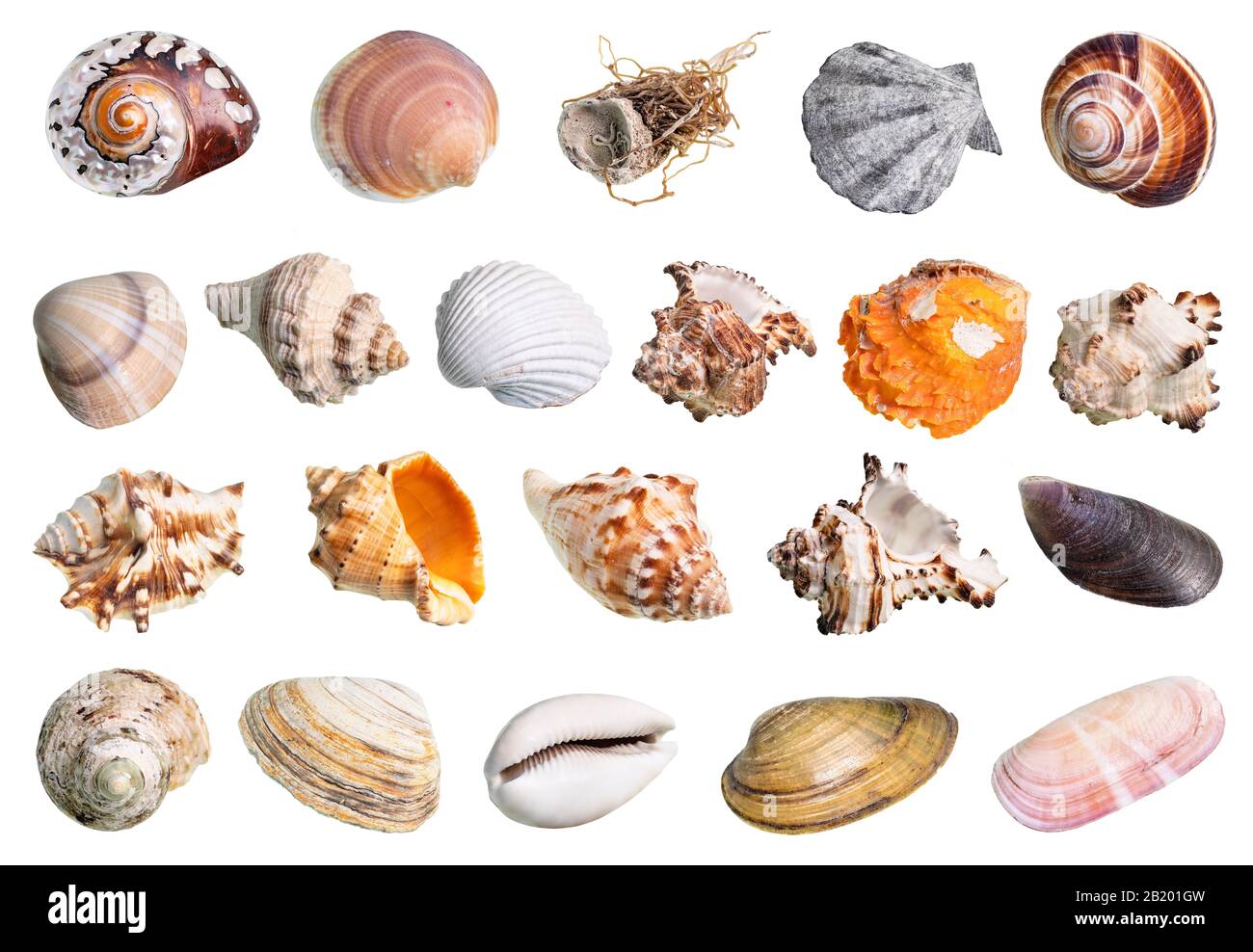 lot of various shells of mollusks cutout on white background Stock Photo