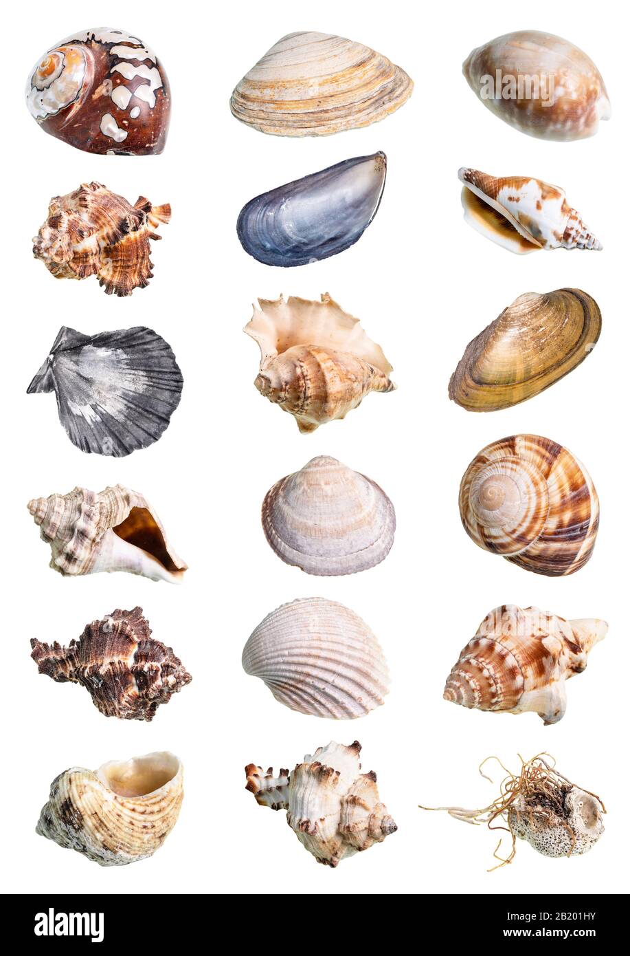 various shells of mollusks cutout on white background Stock Photo