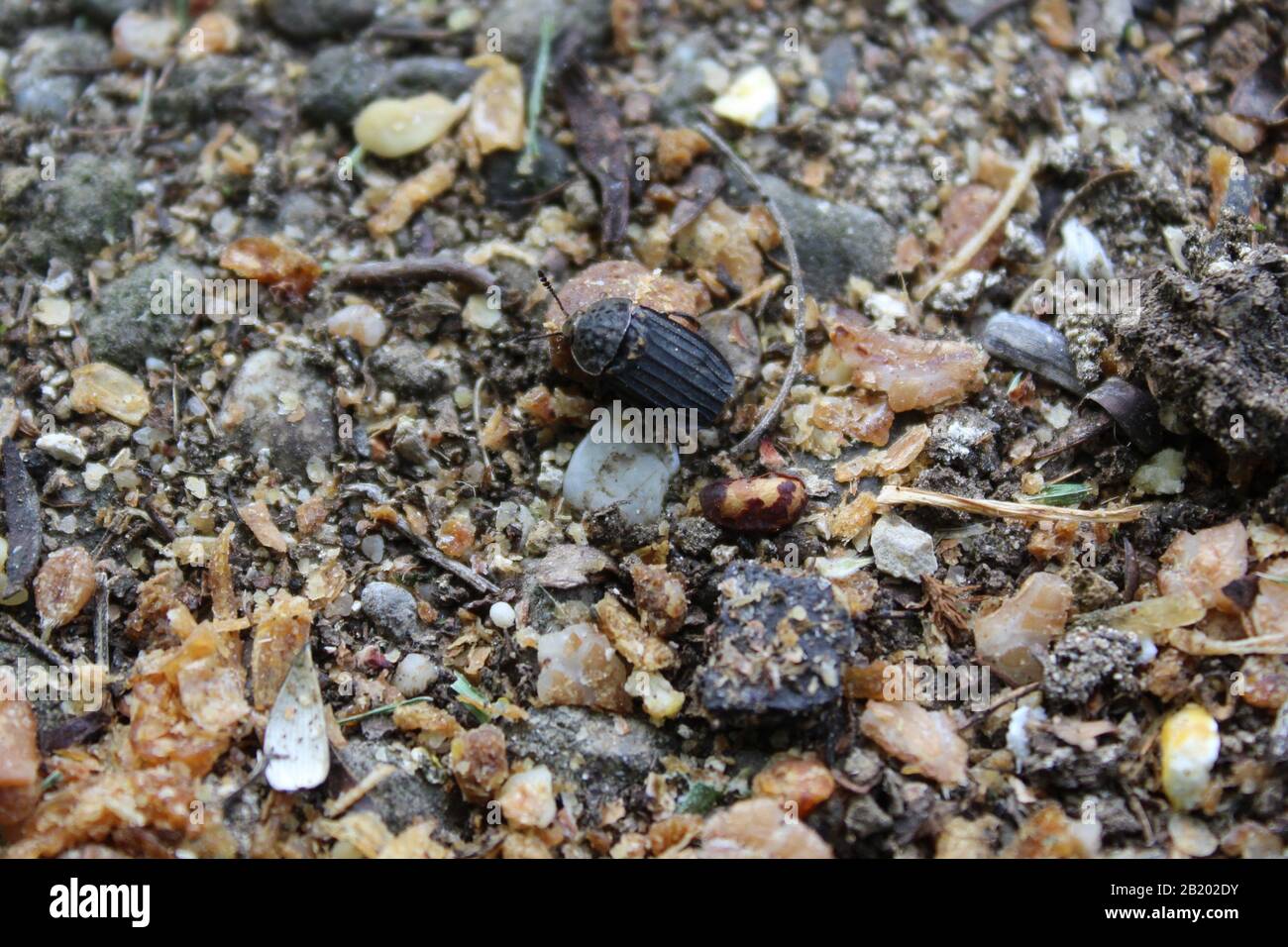 The picture shows a black snail beetle in the garden Stock Photo - Alamy