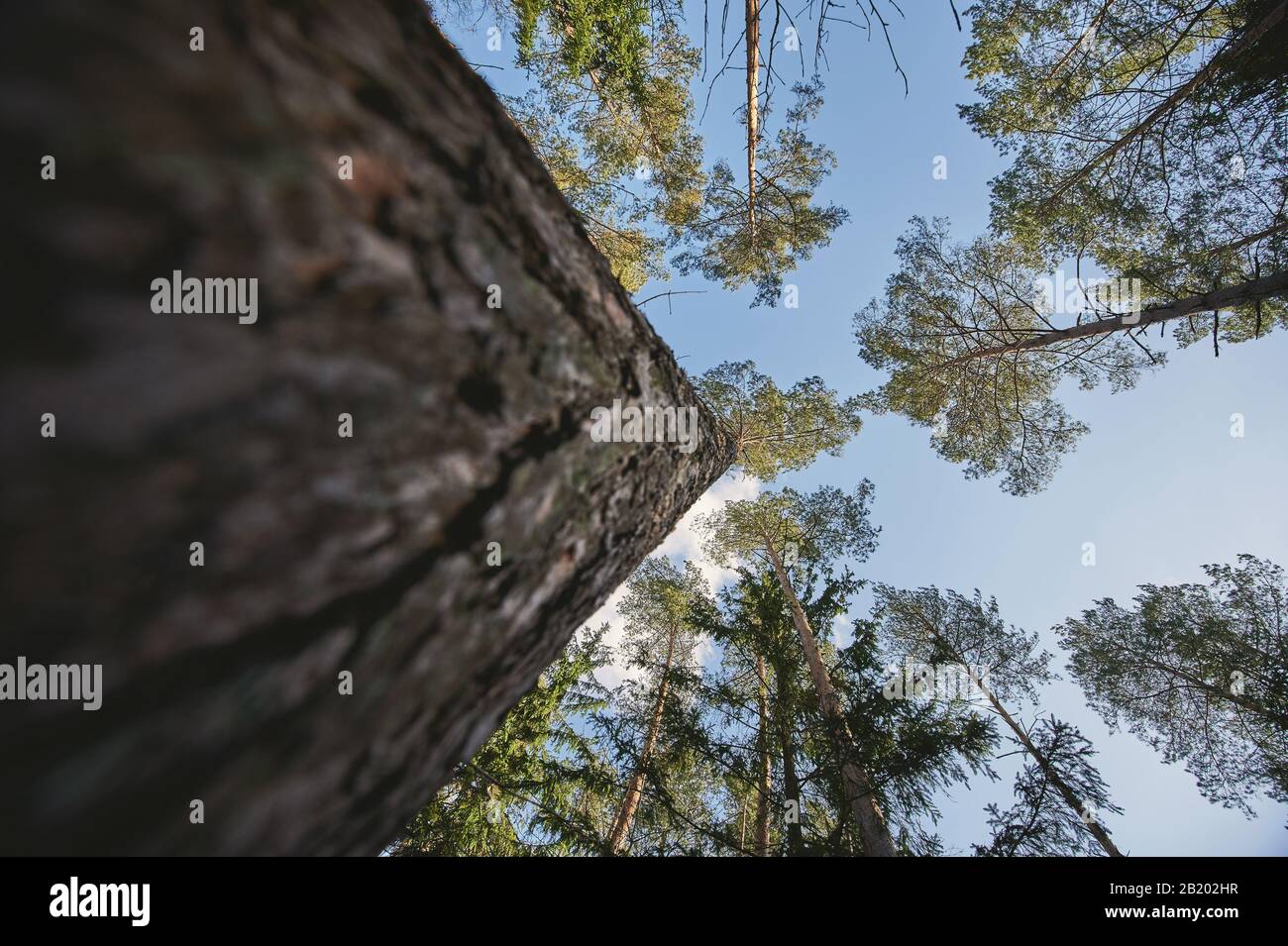 Branches of tree pine on blue sky background Stock Photo