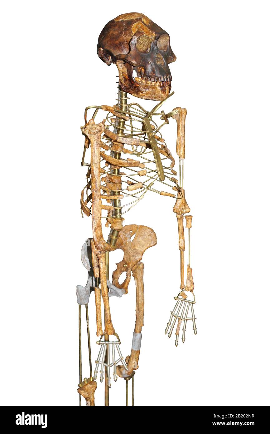 Skeleton of Lucy Australopithecus afarensis Stock Photo