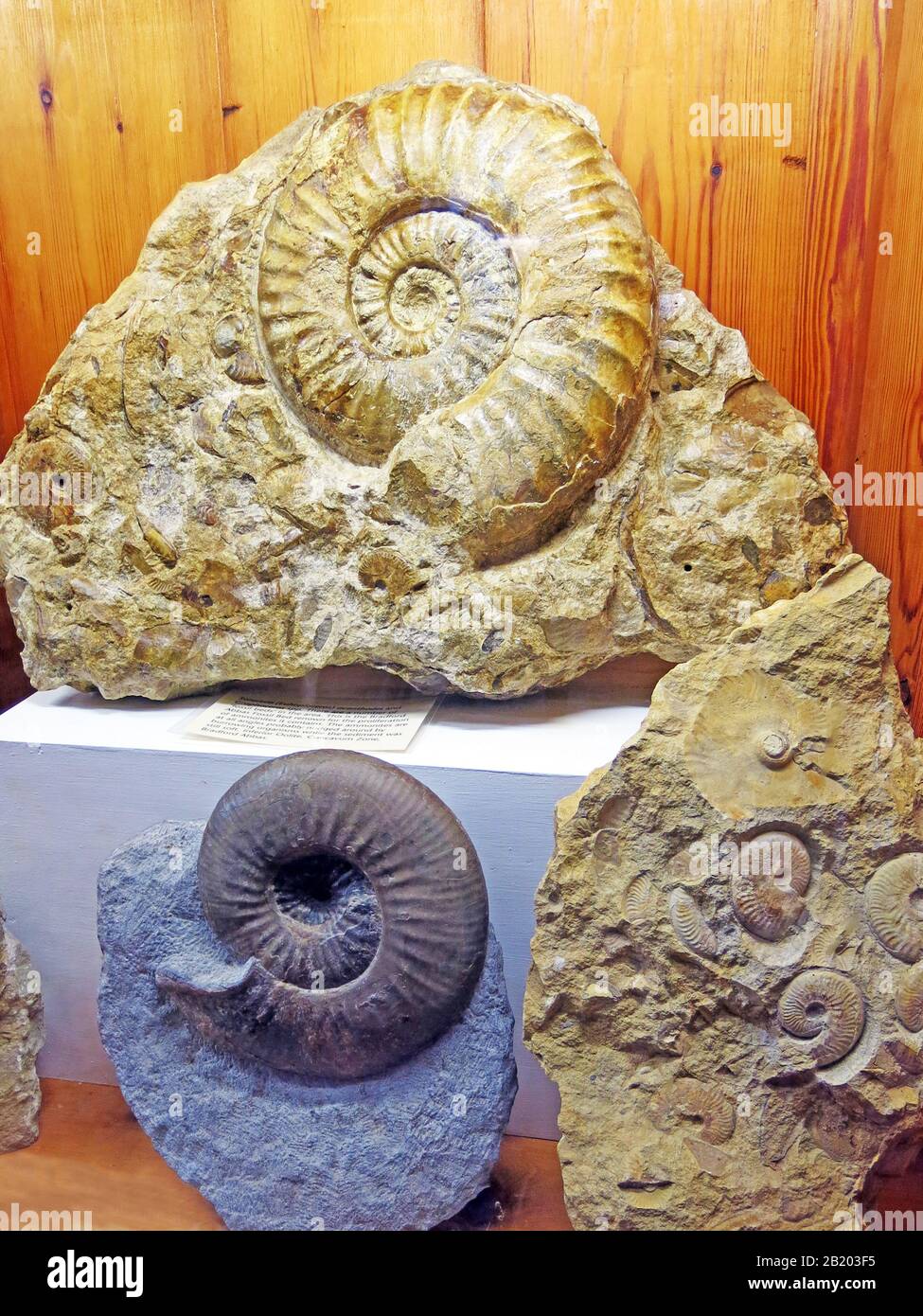 An impressive display of ammonites and other fossils in the cellars of Sherborne 'New' Castle of 1594, Sherborne, Dorset, England, UK Stock Photo