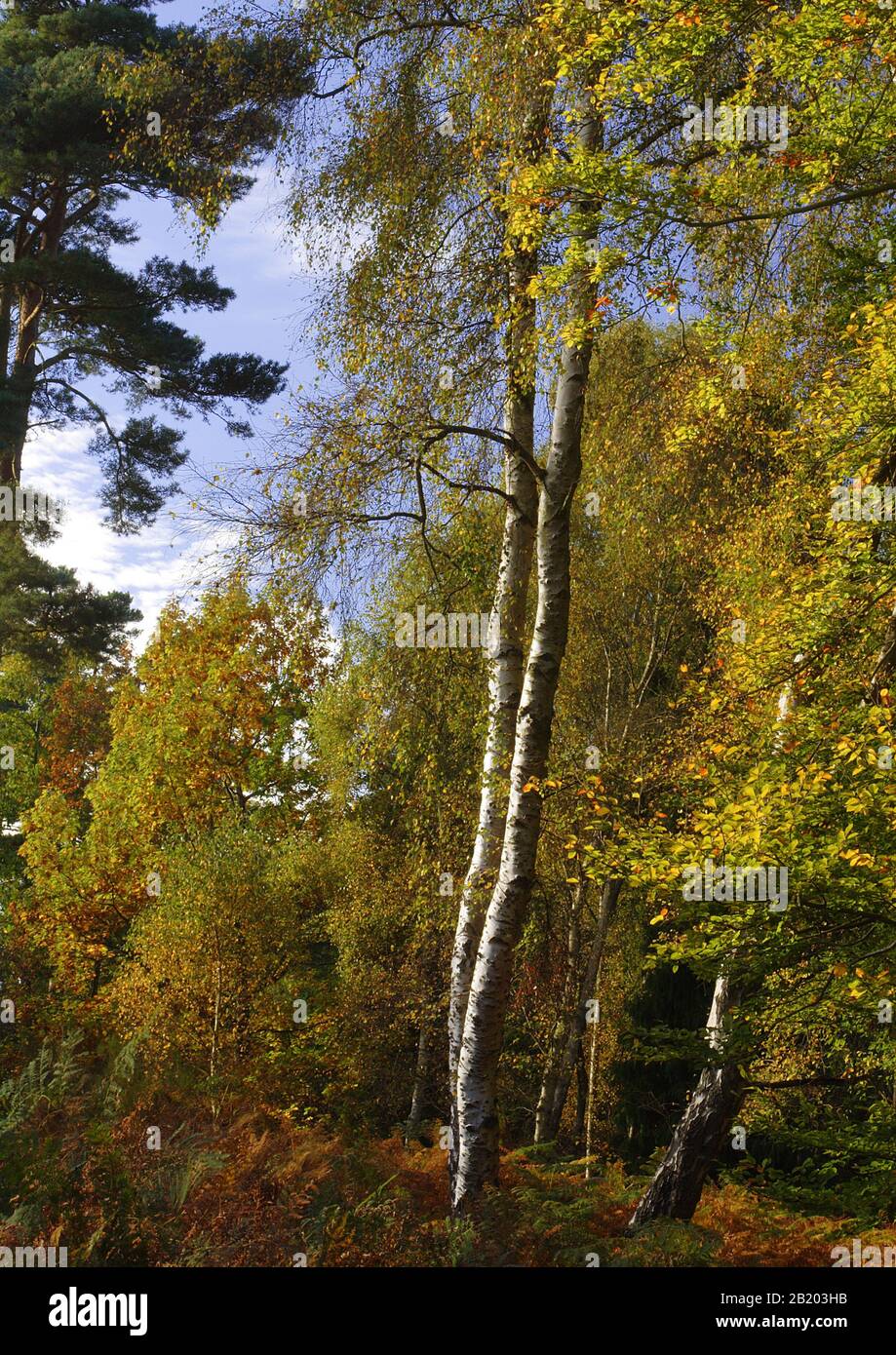 Silver birch and scots pine trees in early autumn Stock Photo