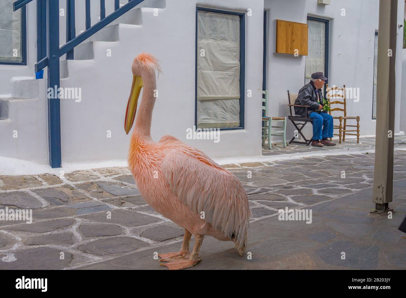 The Pelican of Mykonos, Cyclades called Petros (Peter) is an integral