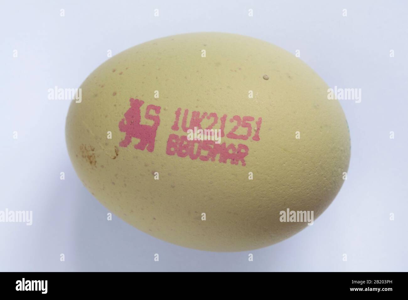 M&S British Farmed Free Range Araucana Blue Egg with pale blue delicate shell showing lion stamp on egg isolated on white background Stock Photo