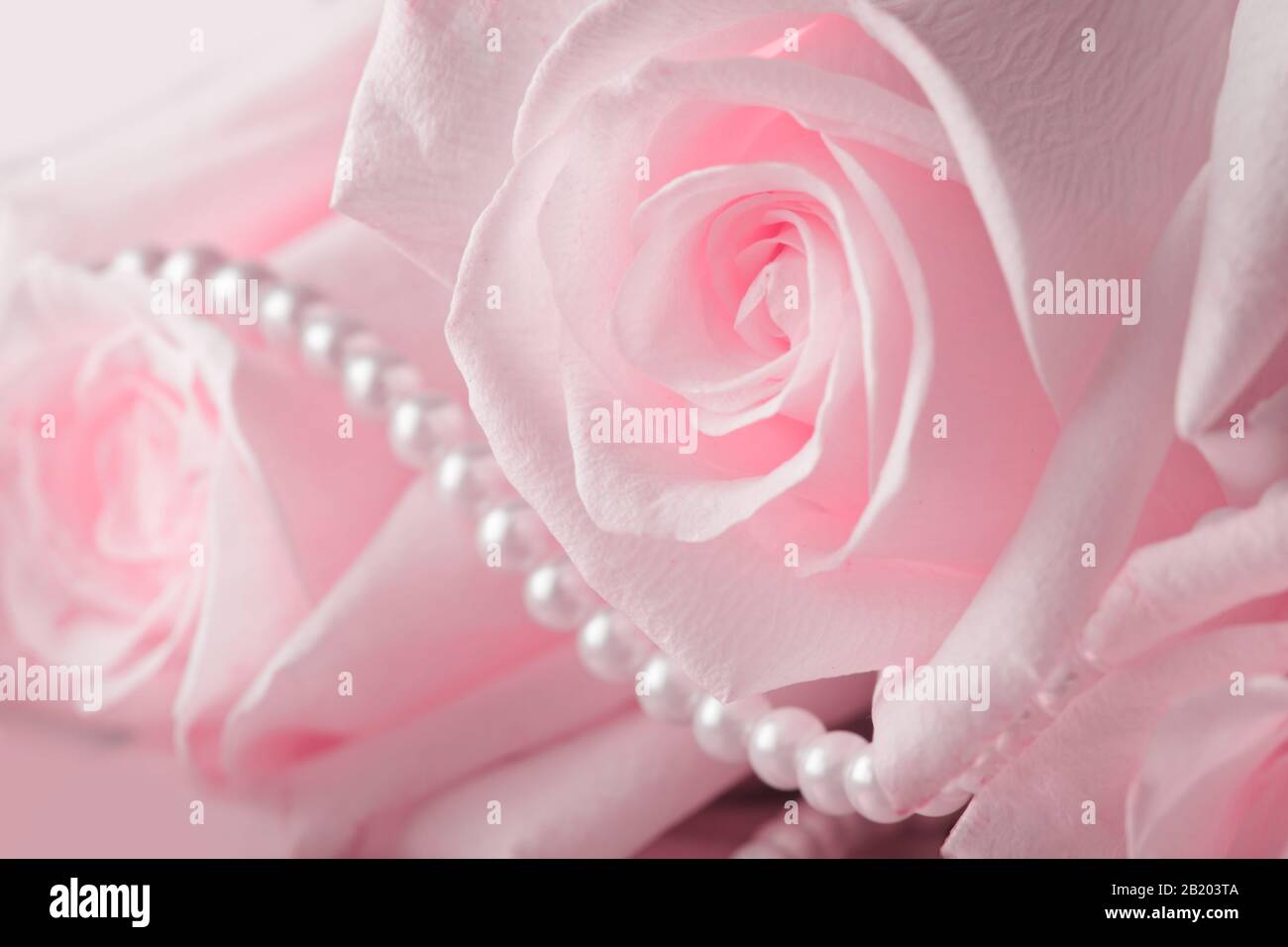 Pearl beads and cream rose on the silk Stock Photo