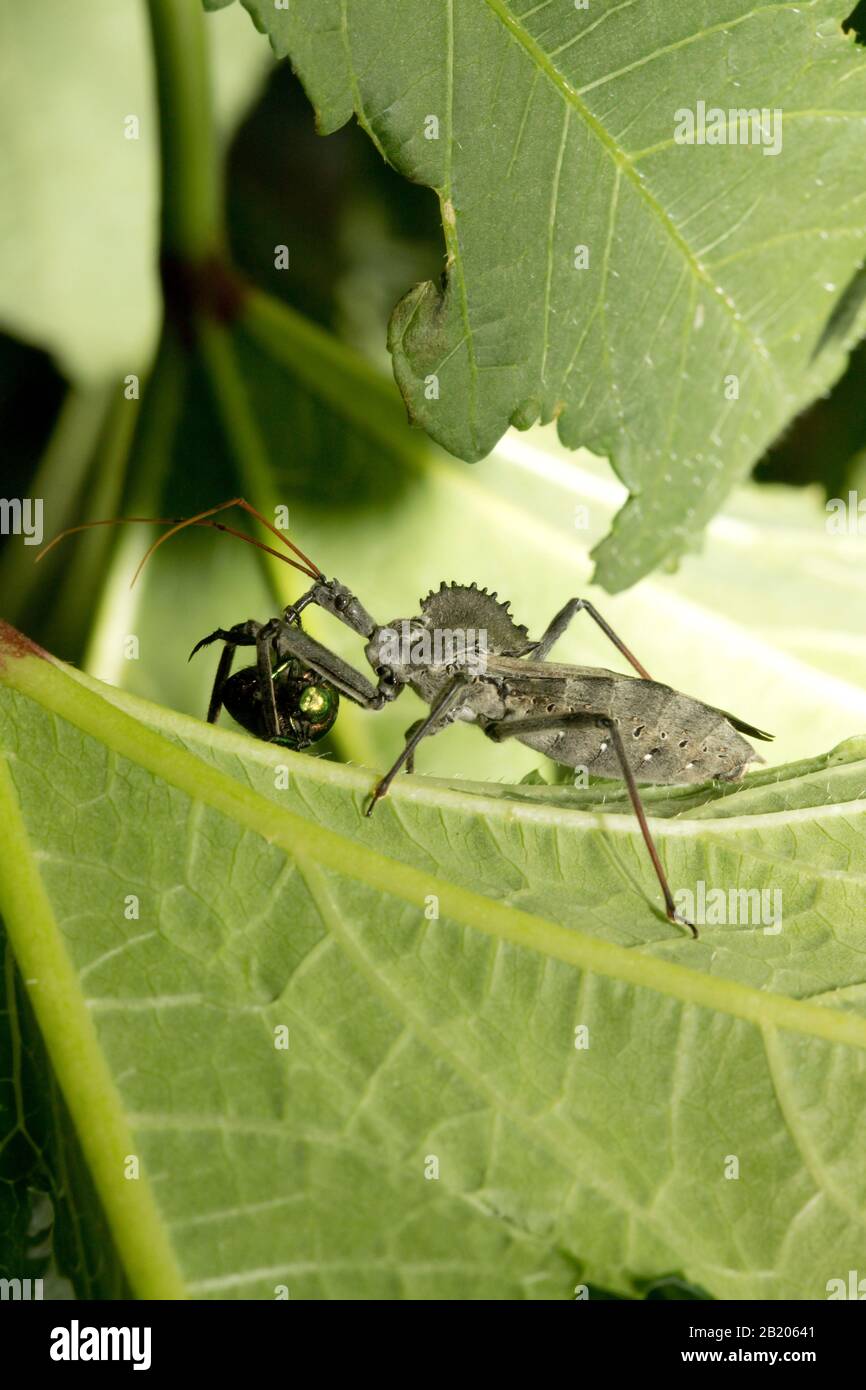 Assassin Wheel Bug Eating a Japanese Beetle in an Okra Plant Stock Photo