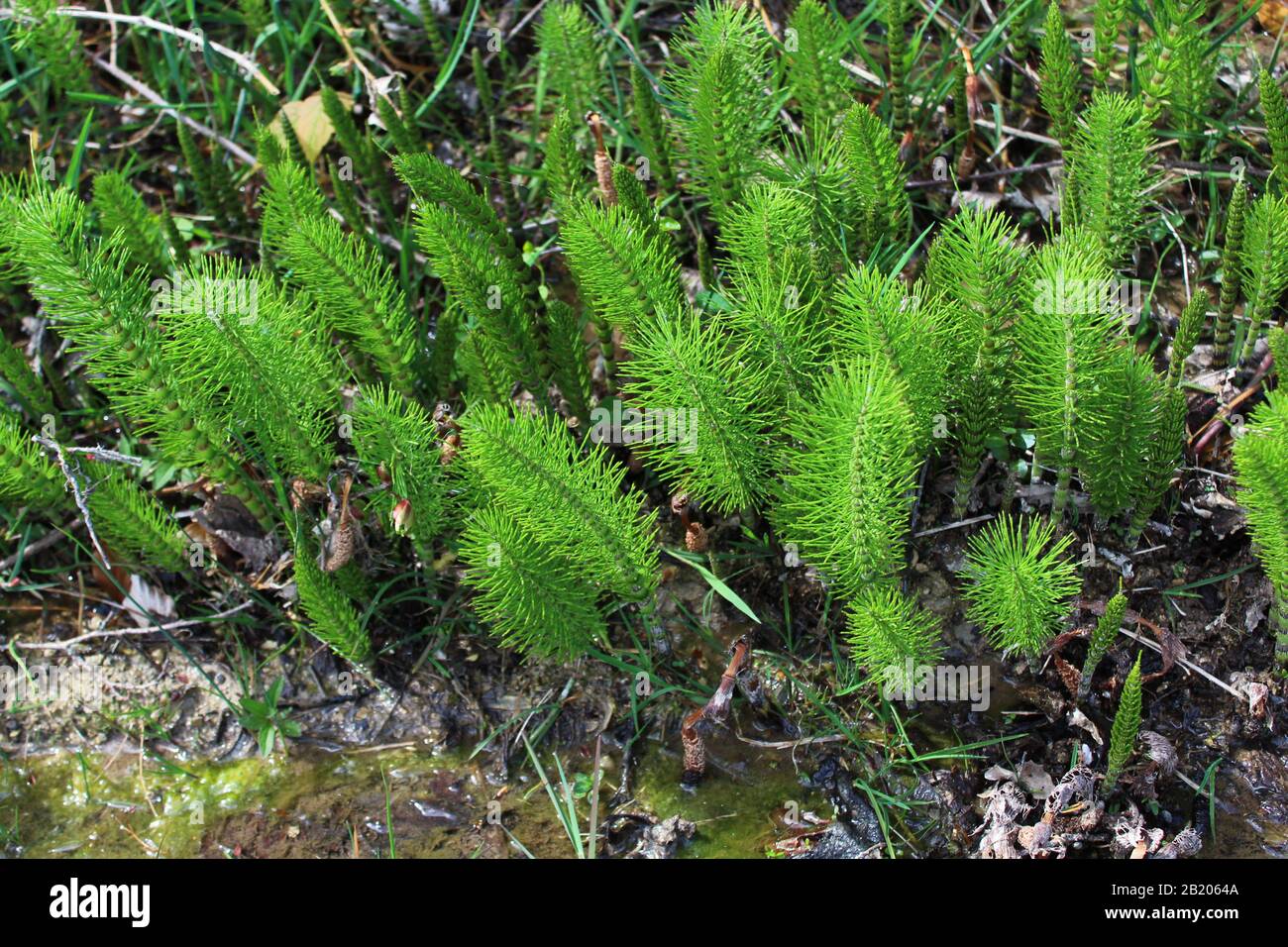Horsetail_Mama