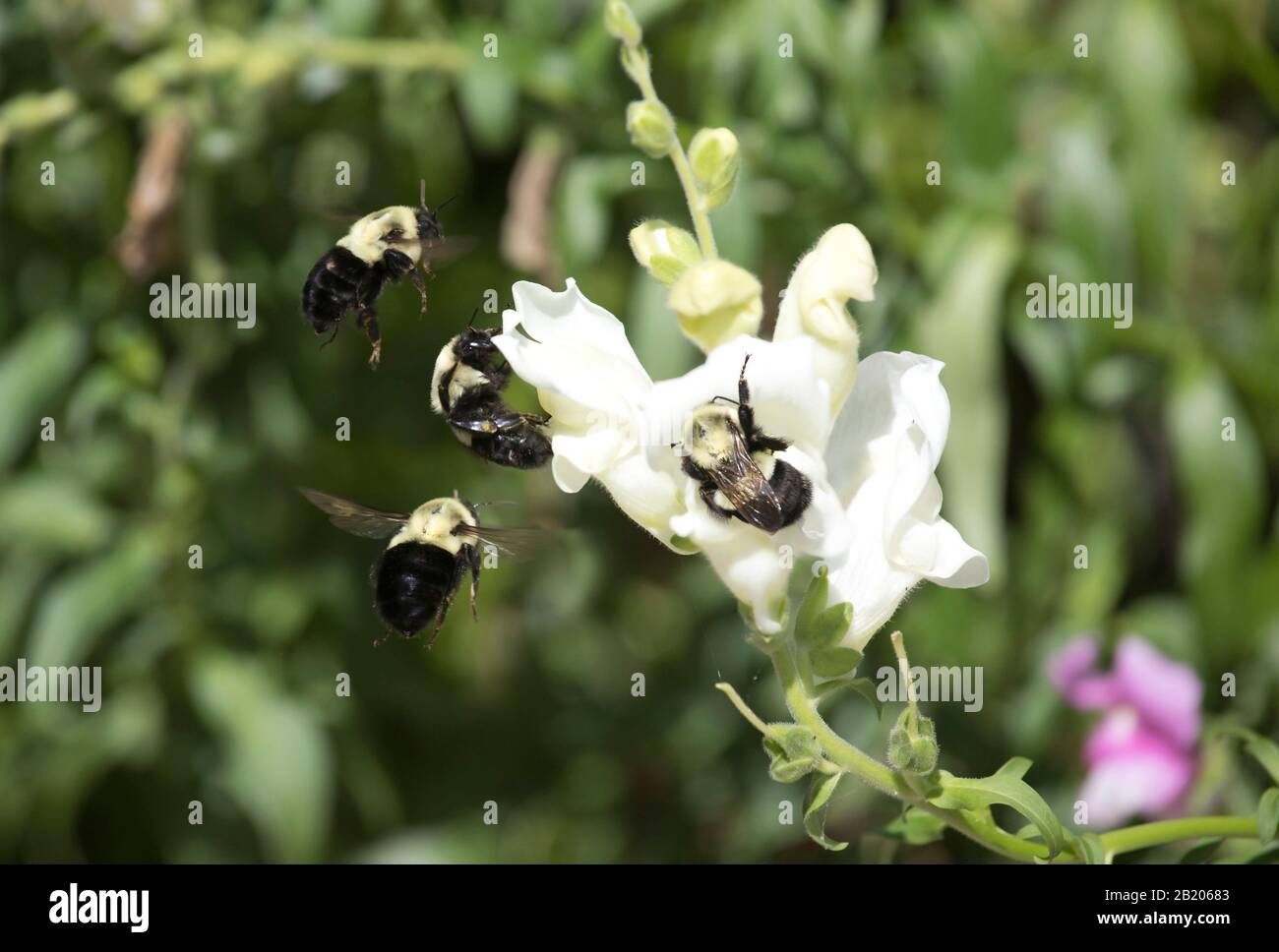 Bumblebee Collecting Pollen from Snapdragon Flowers in Summer Stock Photo