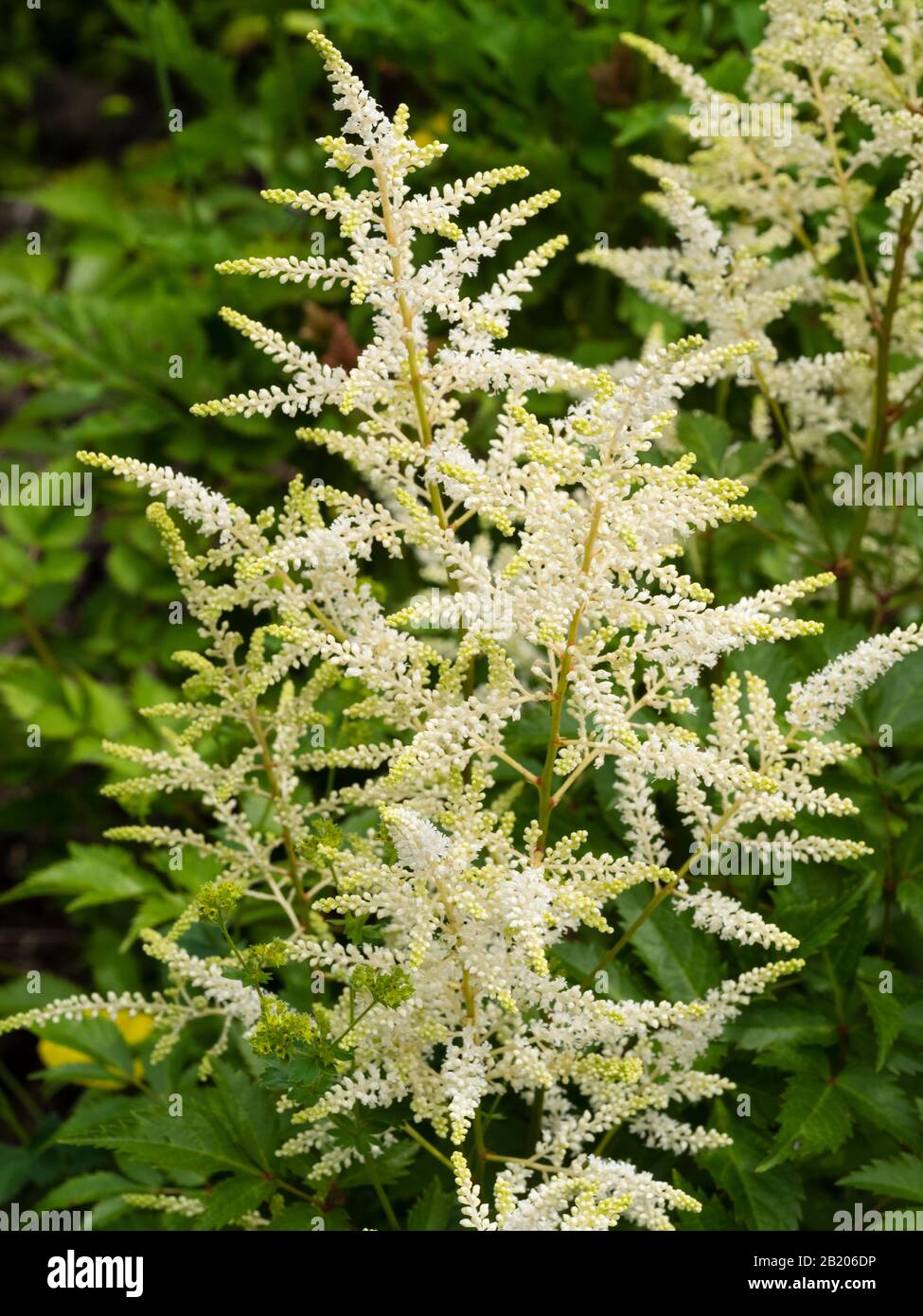 Frothy white flowers in the head of the summer blooming hardy perennial, Astilbe 'Thunder and Lightning' Stock Photo