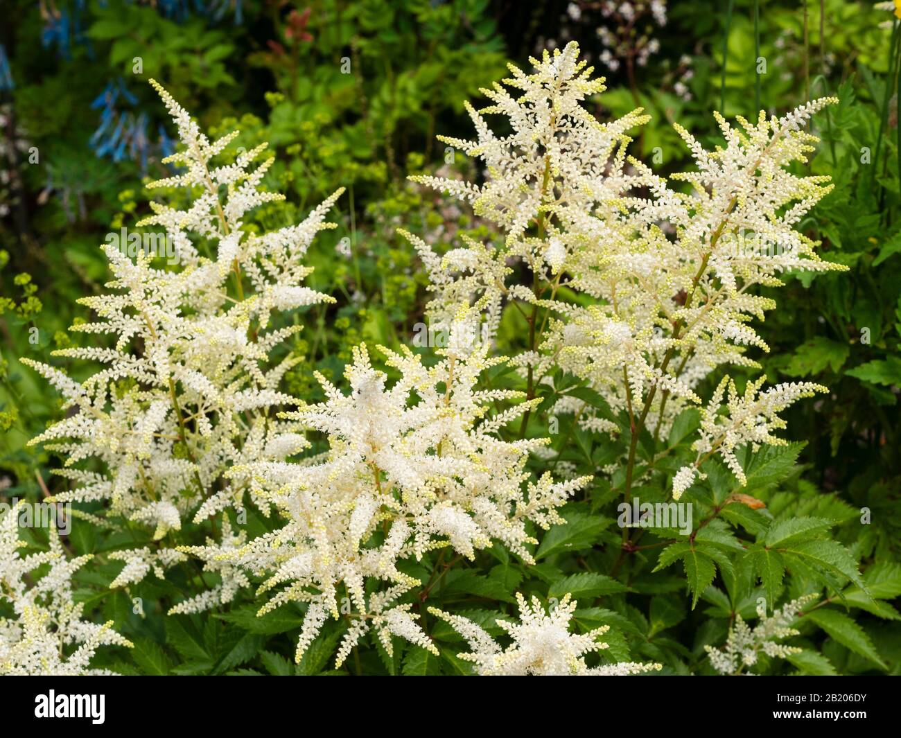Frothy white flowers in the head of the summer blooming hardy perennial, Astilbe 'Thunder and Lightning' Stock Photo