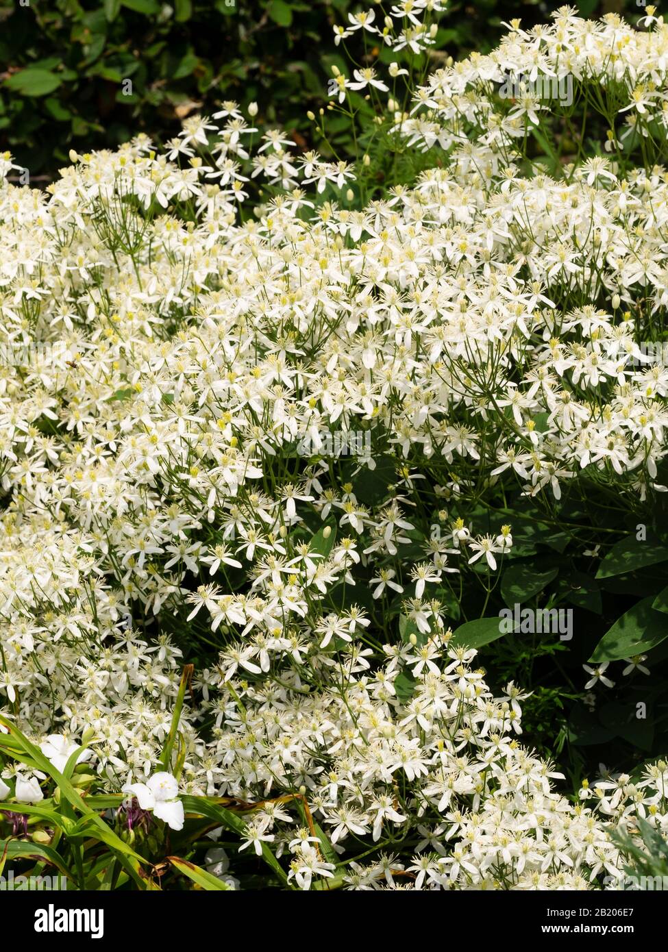 Massed white flowers of the summer blooming, shrubby, non climbing Clematis recta, virgin's bower Stock Photo
