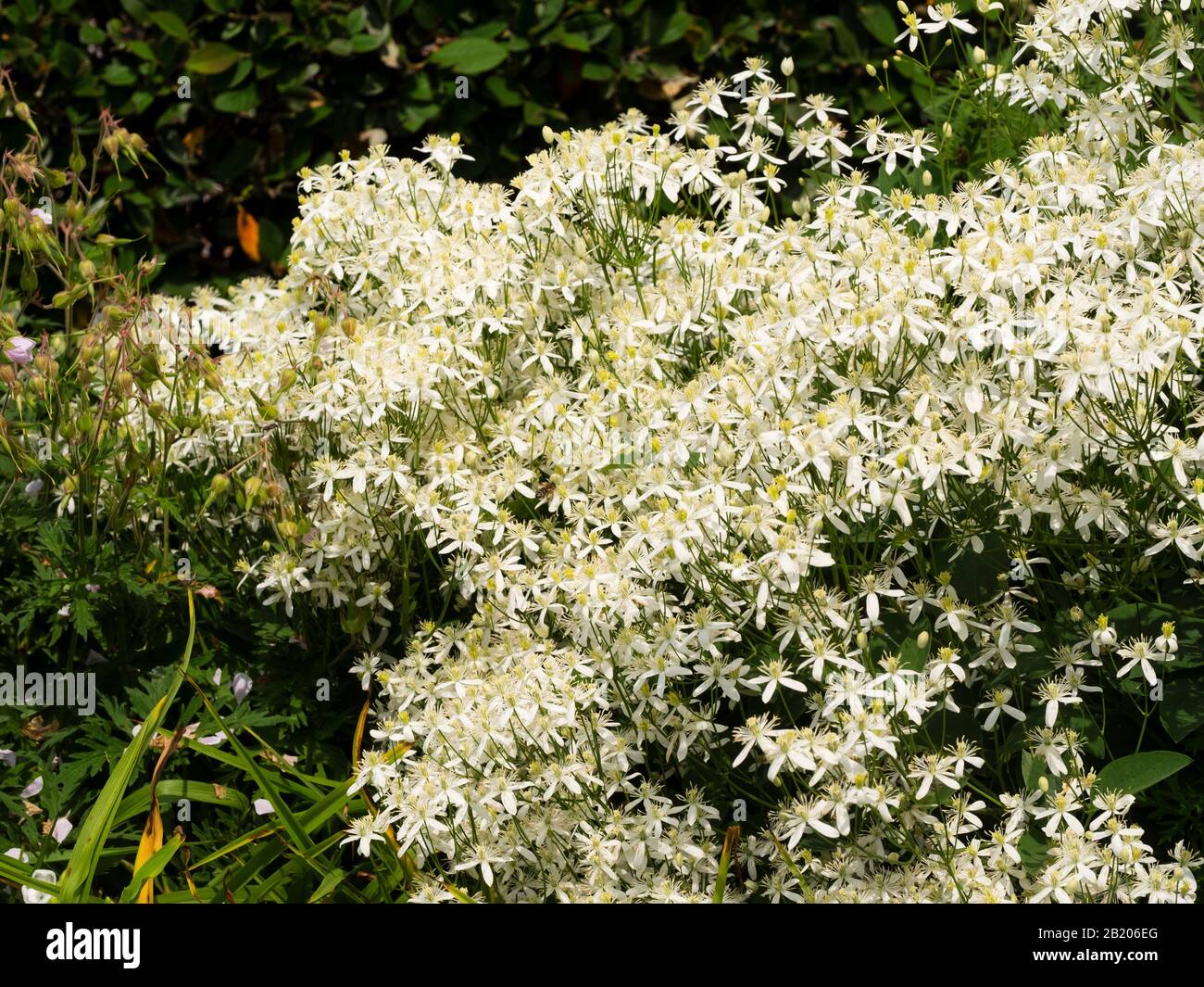 Massed white flowers of the summer blooming, shrubby, non climbing Clematis recta, virgin's bower Stock Photo