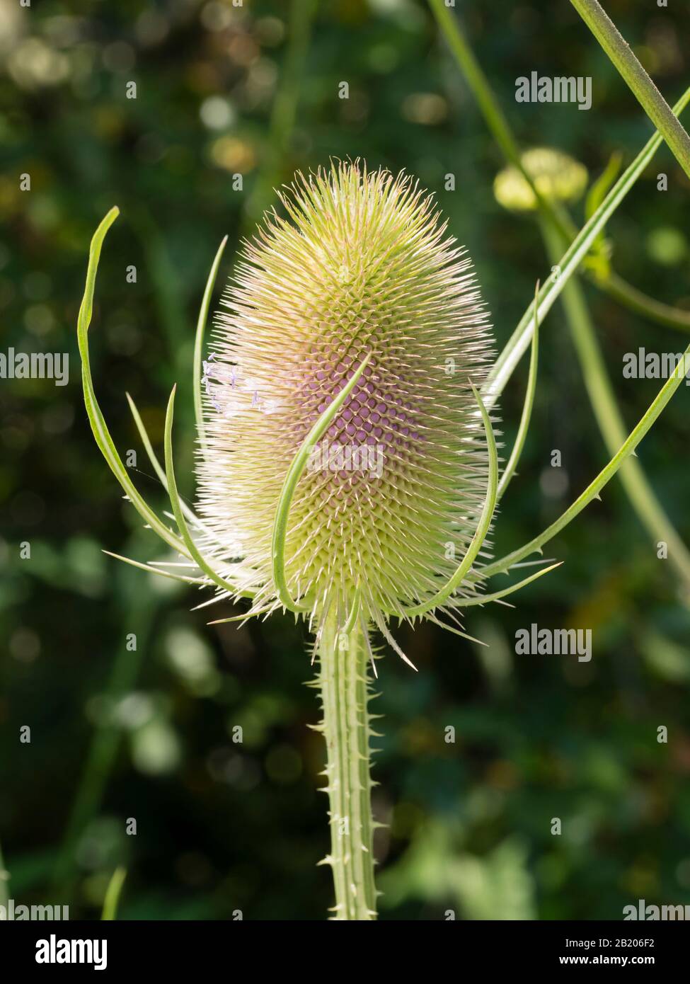 Devloping flower head of the UK biennial wildflower, Dipsacus fullonum, common teasel Stock Photo