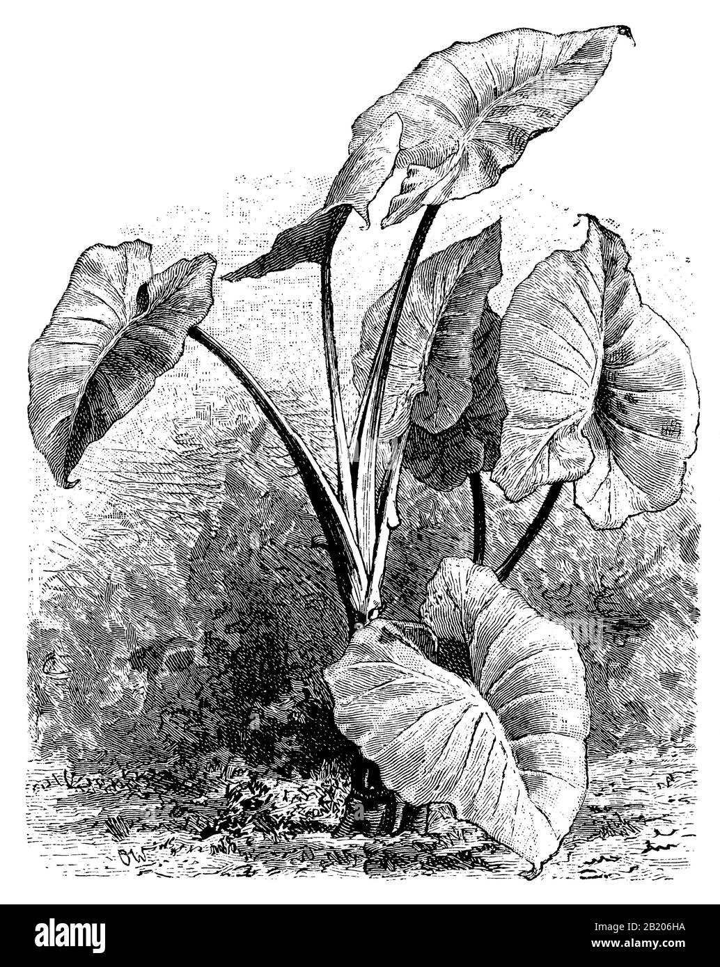 taro plant drawing