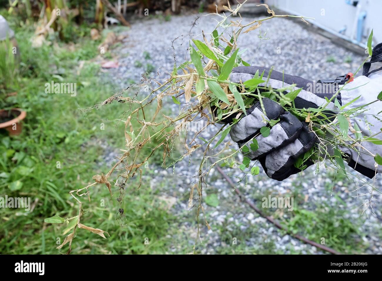 Pulling weeds in the garden hi-res stock photography and images - Alamy