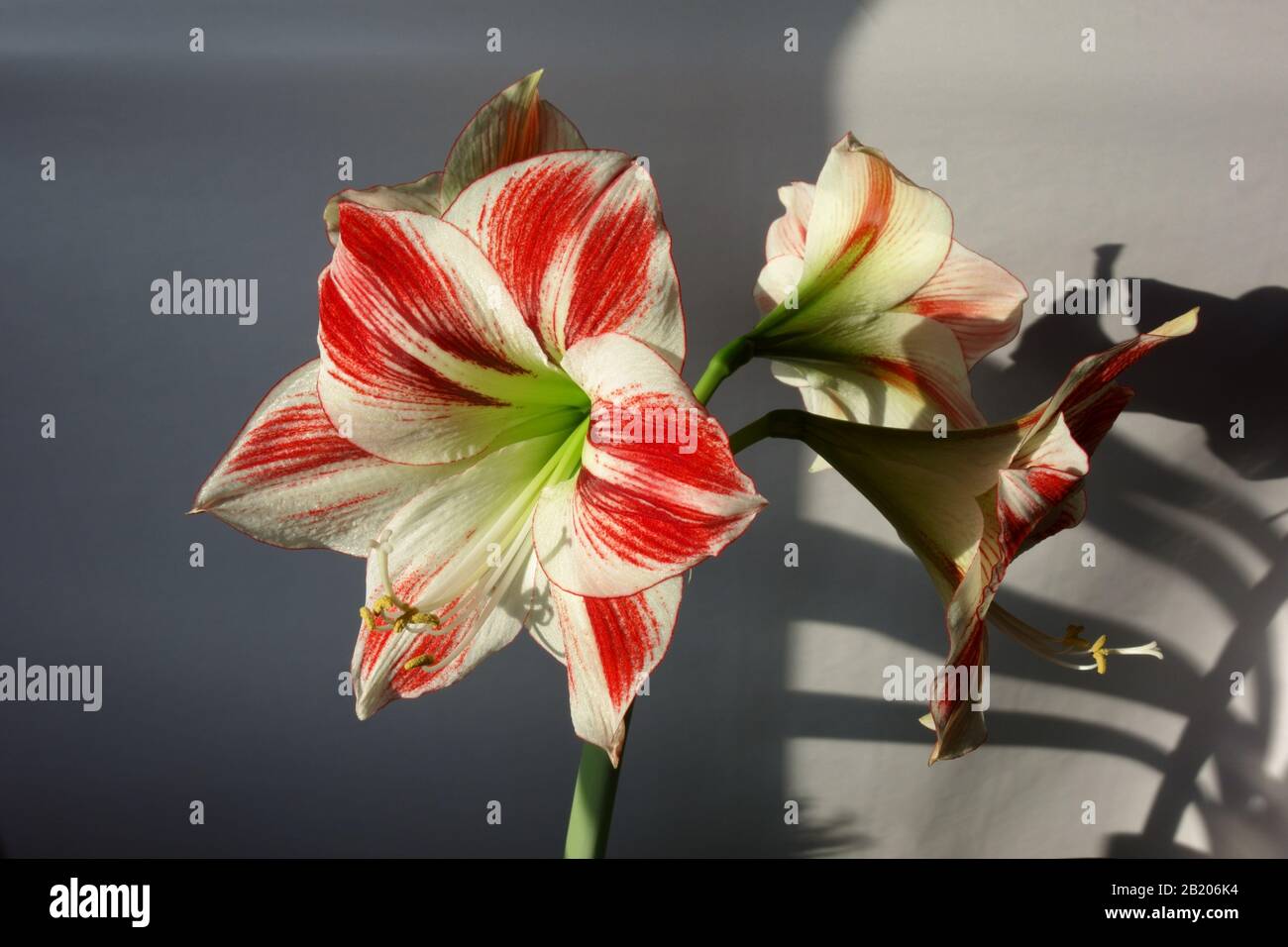 L Amaryllis