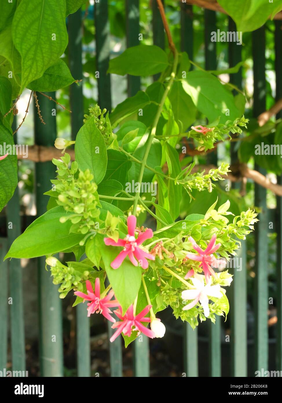 The Bunch of Beautiful Red Rangoon Creeper, Chinese Honeysuckle or Combretum Indicum Flowers with Green Leaves on Tree. Stock Photo