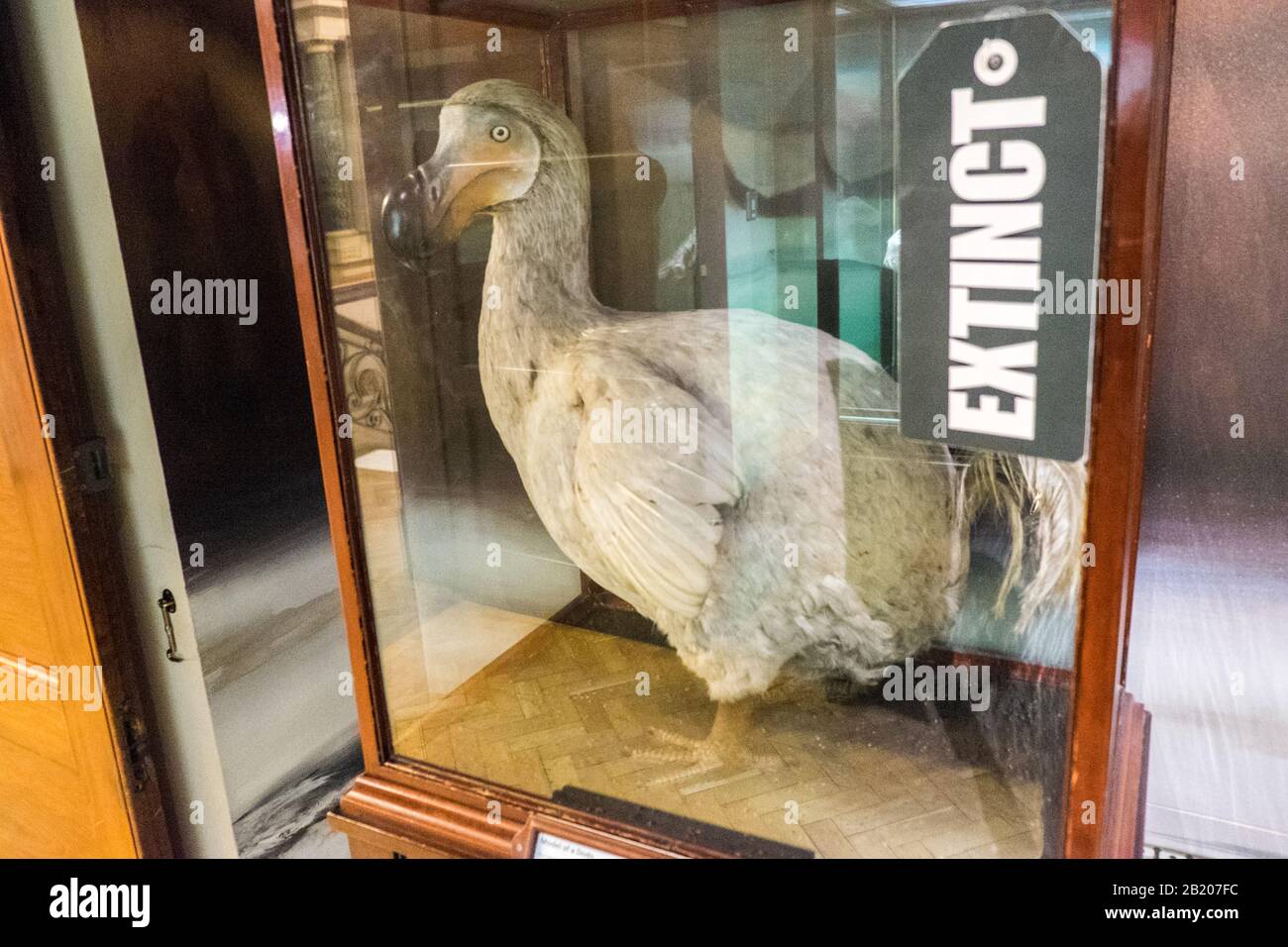 Extinct,dodo,in,Bristol Museum and Art Gallery,Bristol Museum,City,of ...