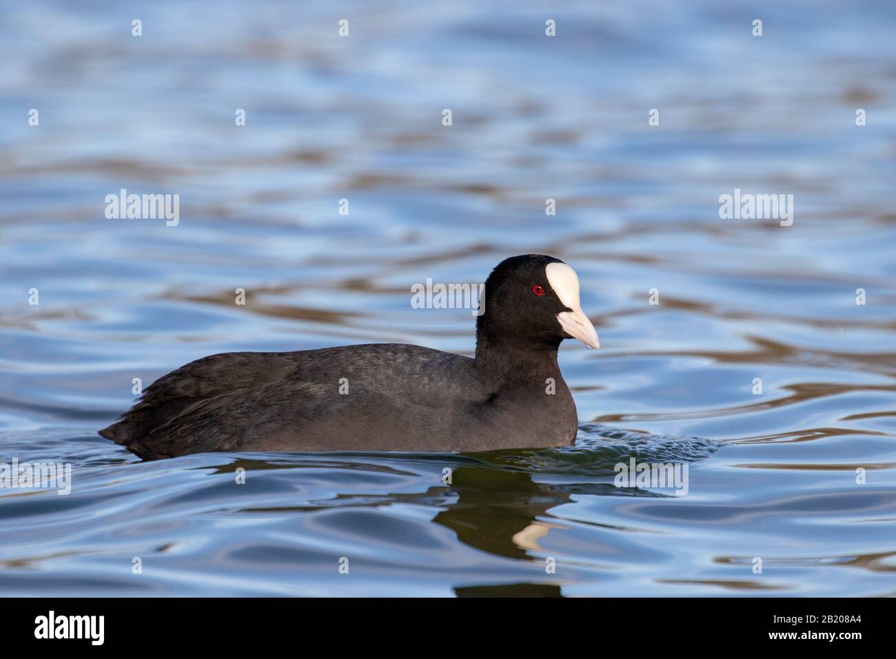 Close up of a waterbird (water coot) Stock Photo
