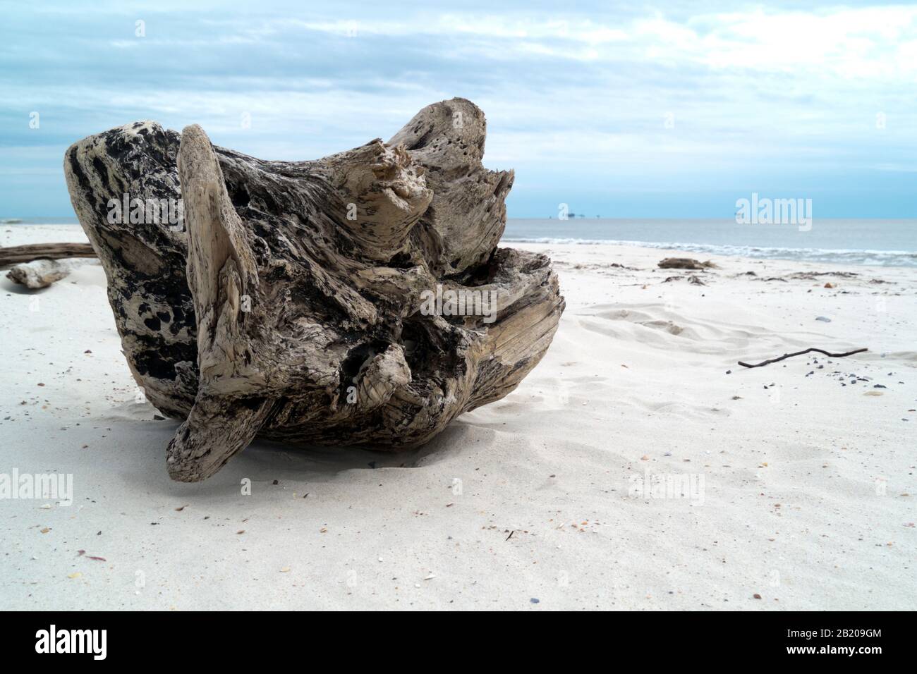 Driftwood on the Gulf of Mexico beach at Fort Morgan, Alabama. Stock Photo