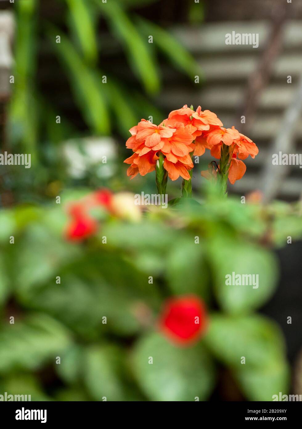 Cossandra standing out among other plants in a small garden. Stock Photo