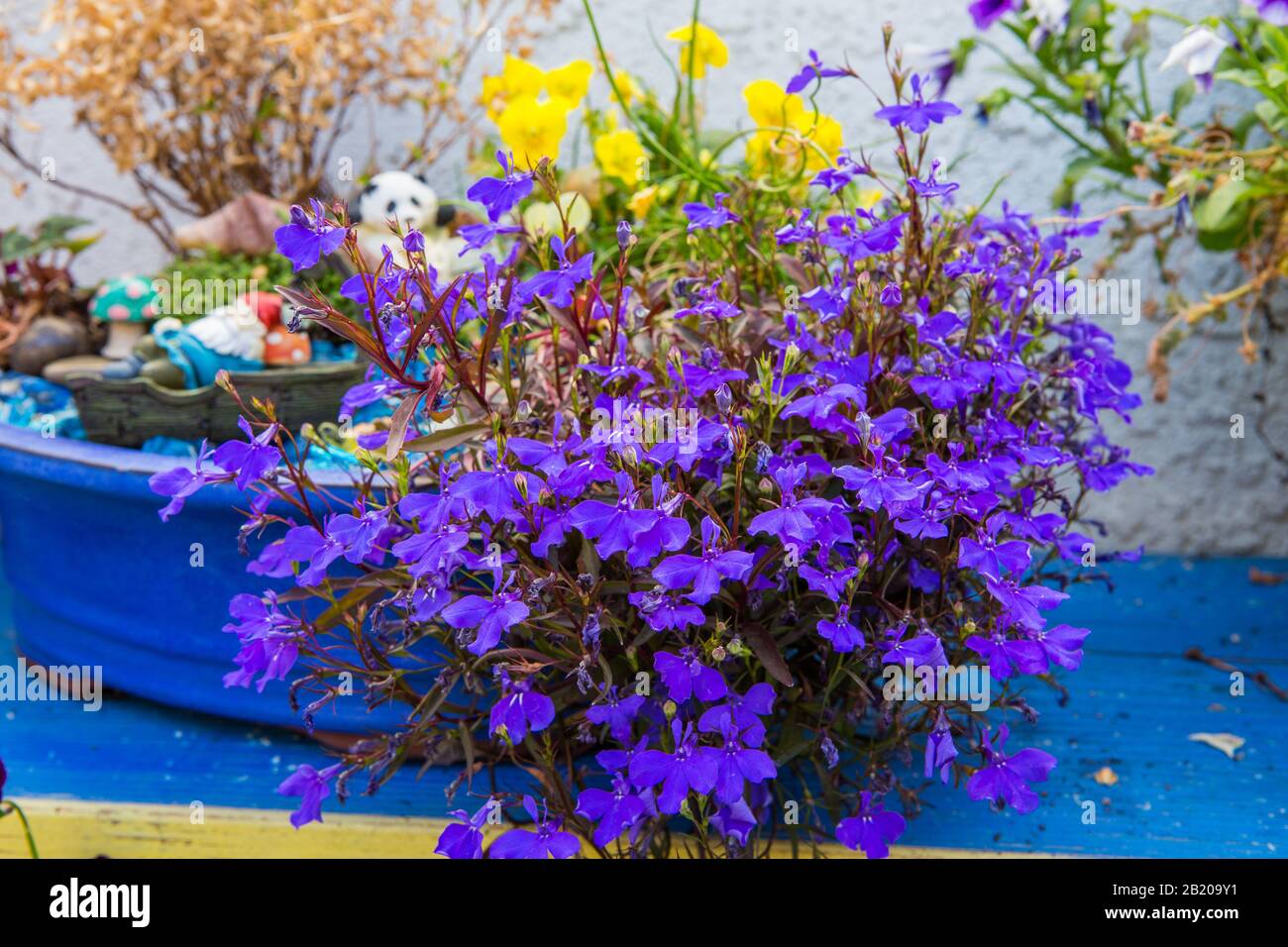 Lobelia erinus 'Crystal Palace' growing in a small fairy garden blue container  . Stock Photo
