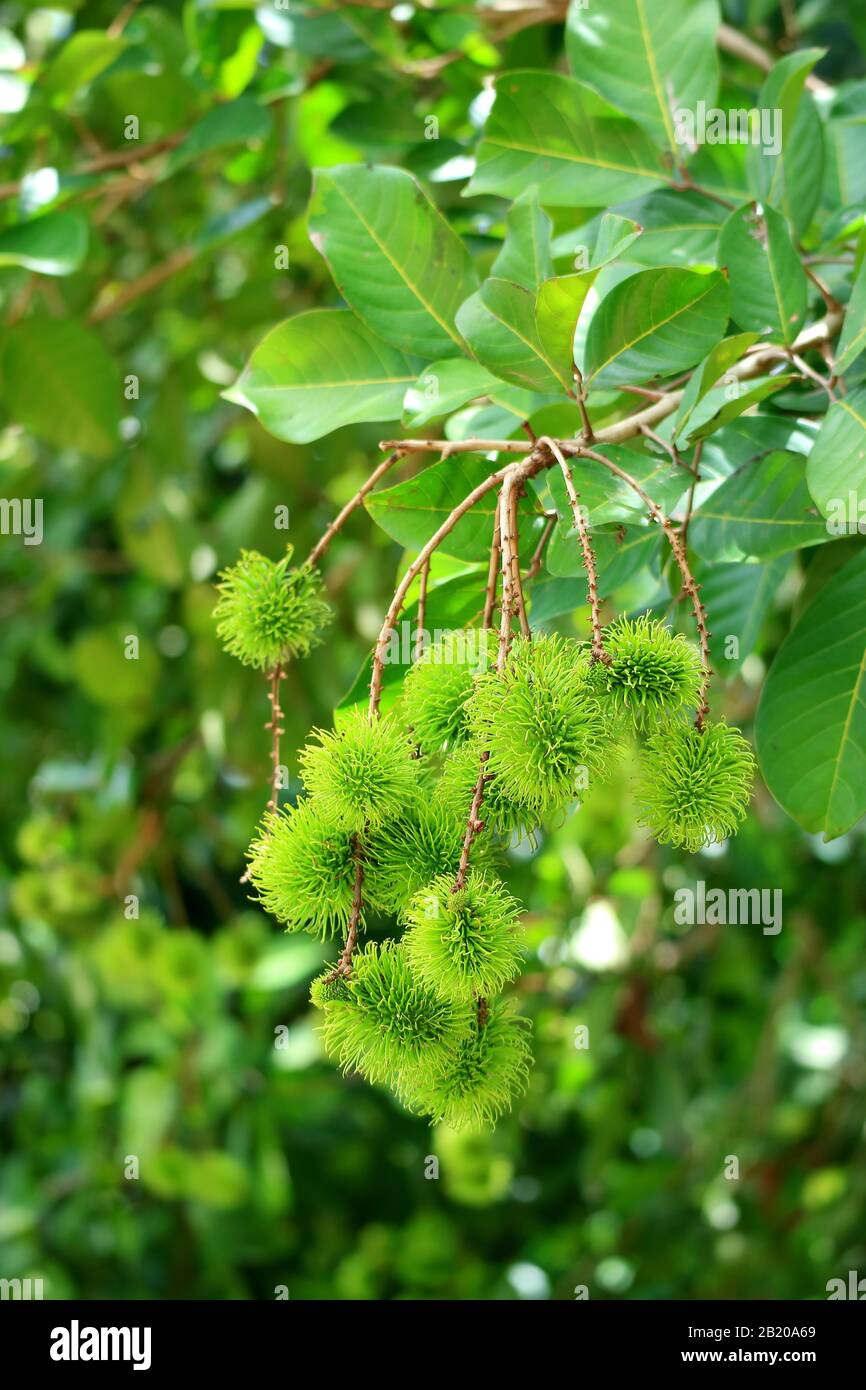 Vertical Image of Closeup Bunch of Vivid Green Unripe Rambutan Fruits ...