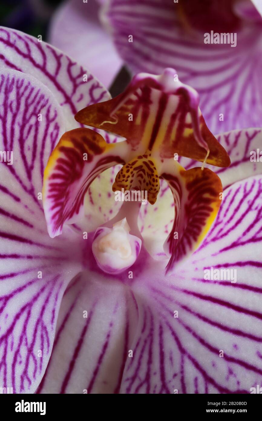Beautiful white orchid pink center hi-res stock photography and images ...