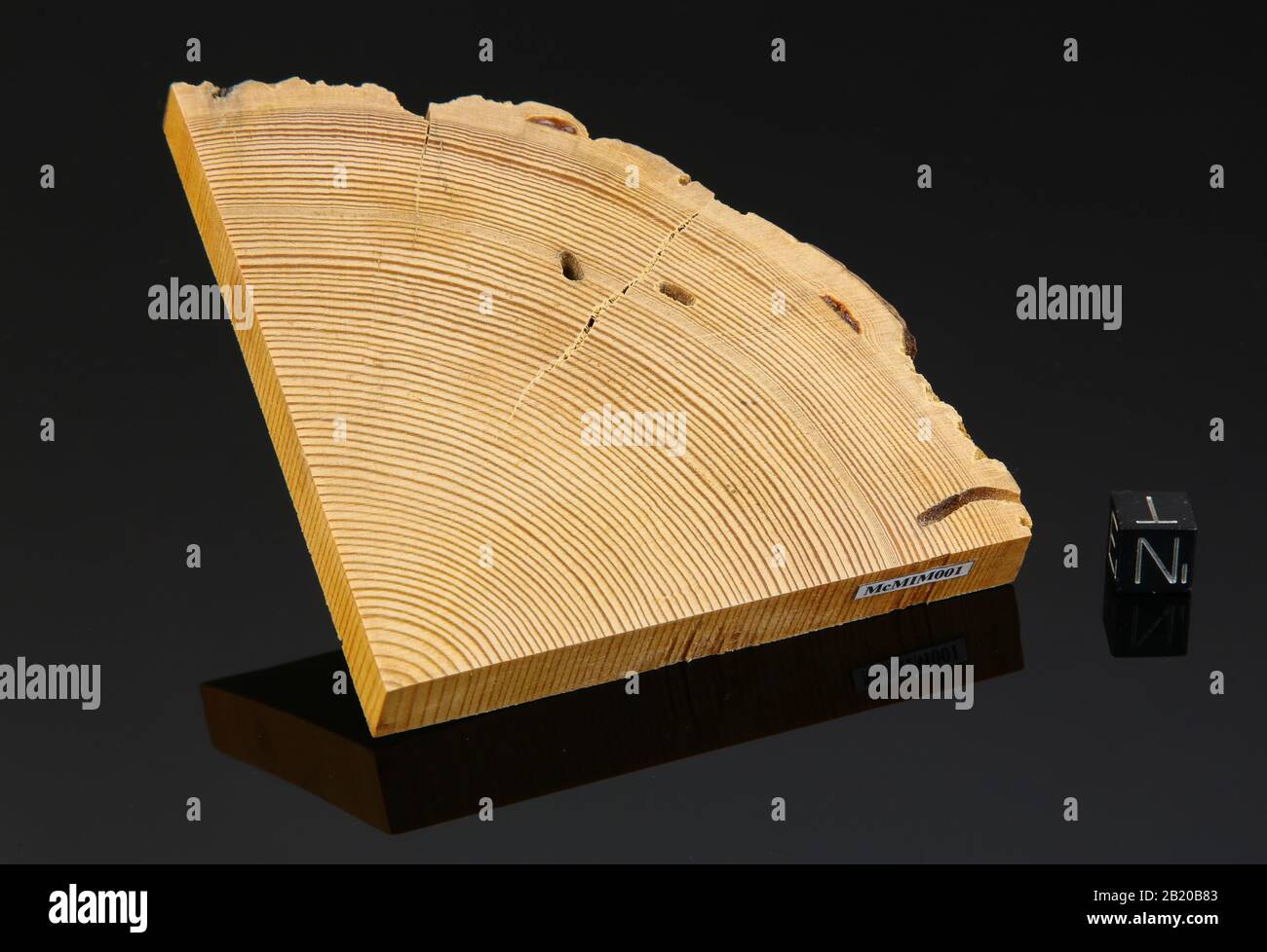 Section of Tunguska wood with visible the ring altered by the disaster ...