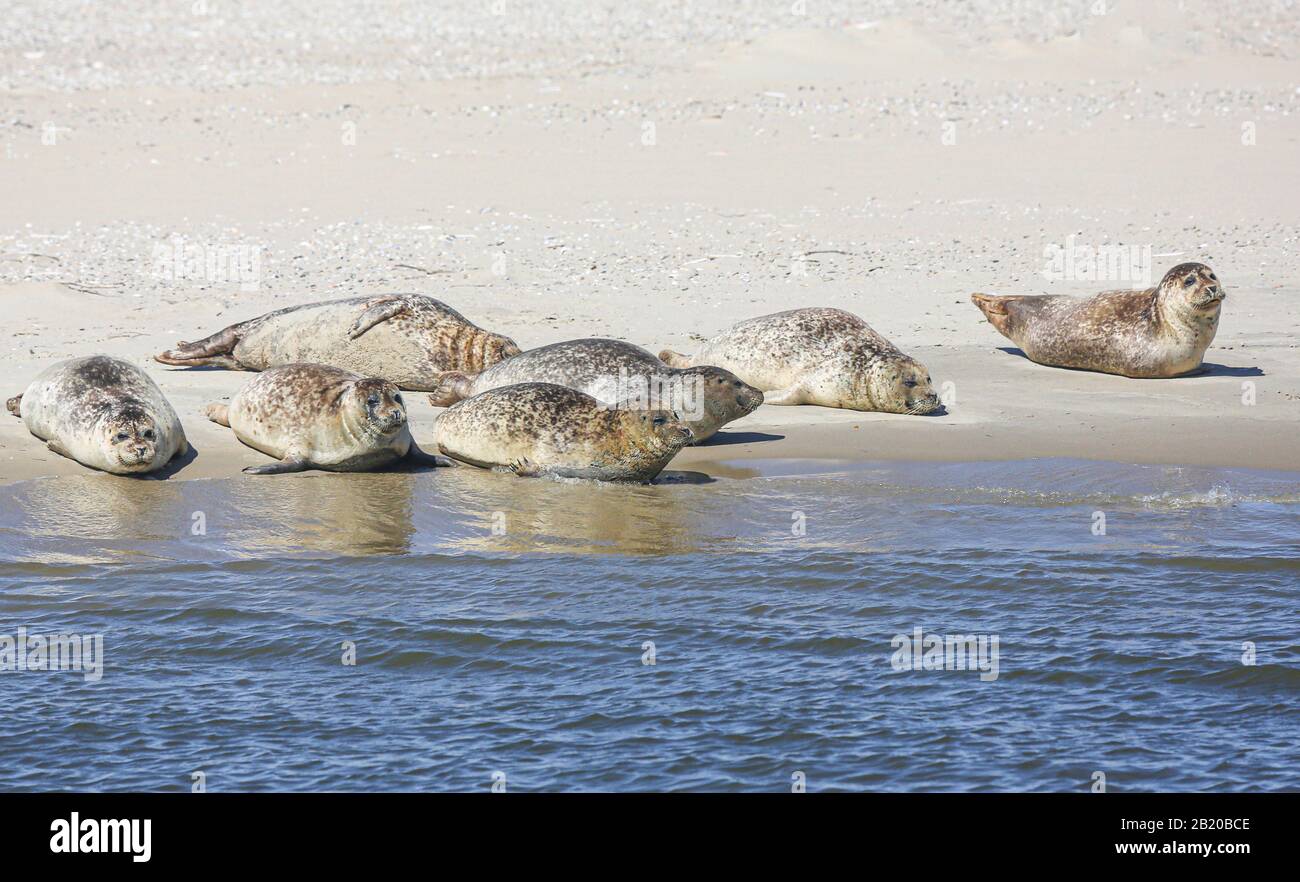 The seals (Phoca vitulina) usually keep a minimum distance of 1.5 m from their peers. The animals may not be touched. Stock Photo