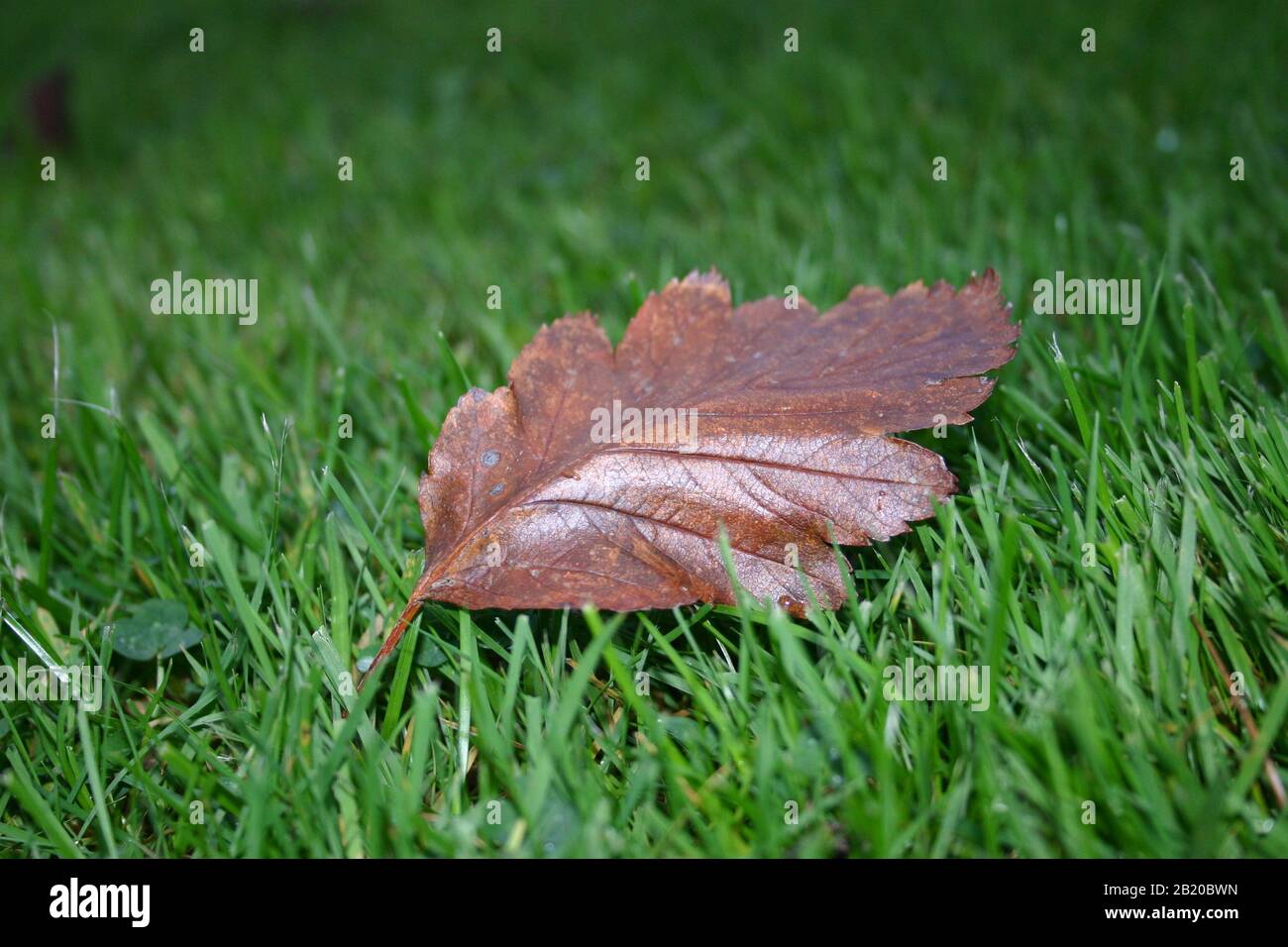 Depth of fieldgrass leaf Stock Photo